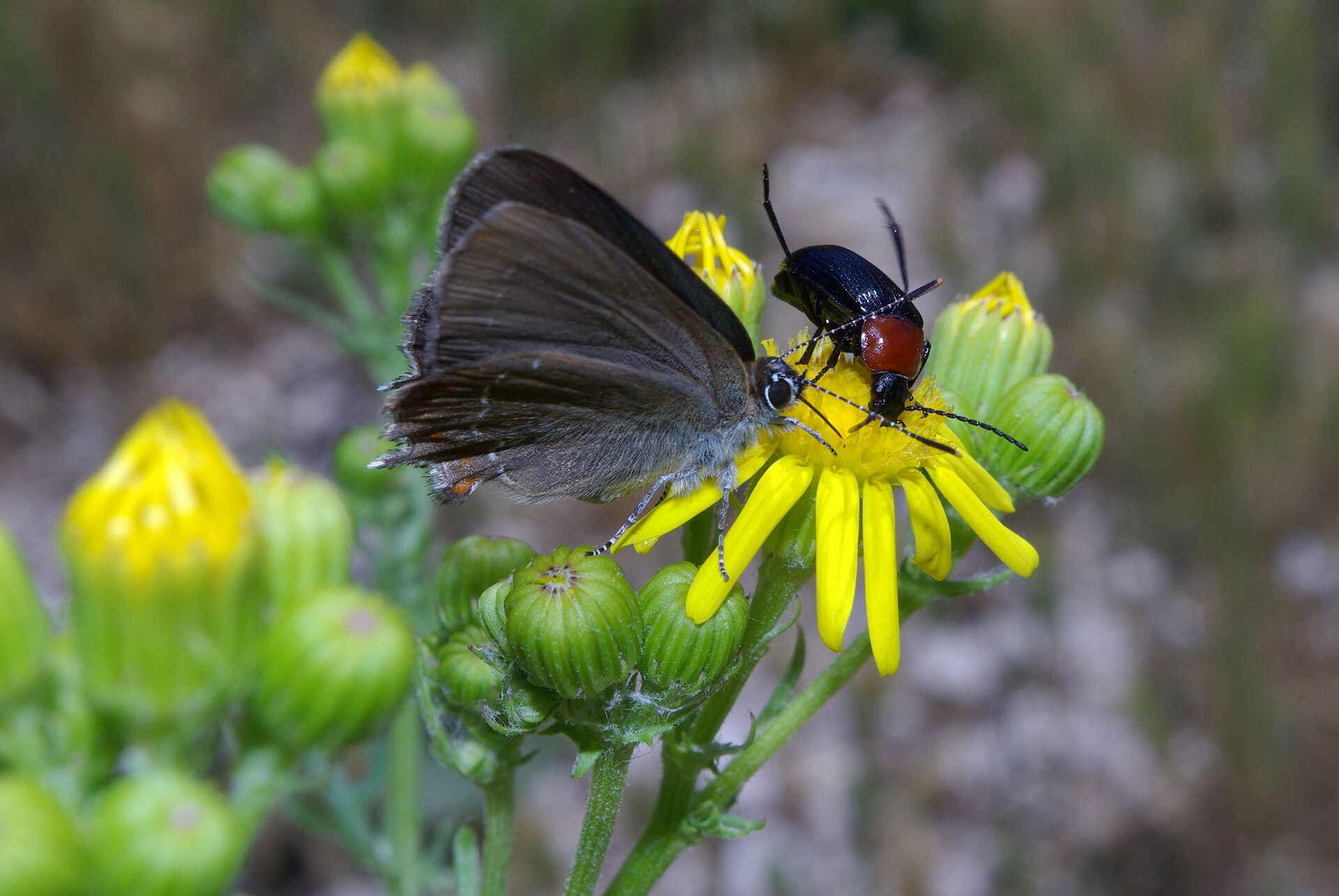Nordmannia ilicis