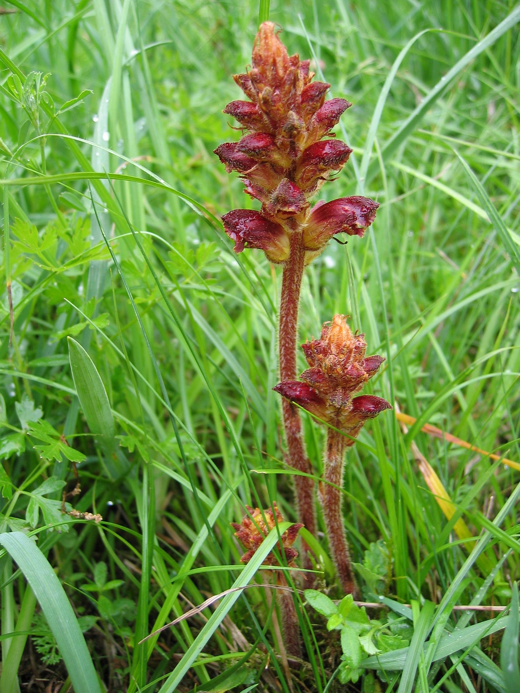 Succiamele rossastro