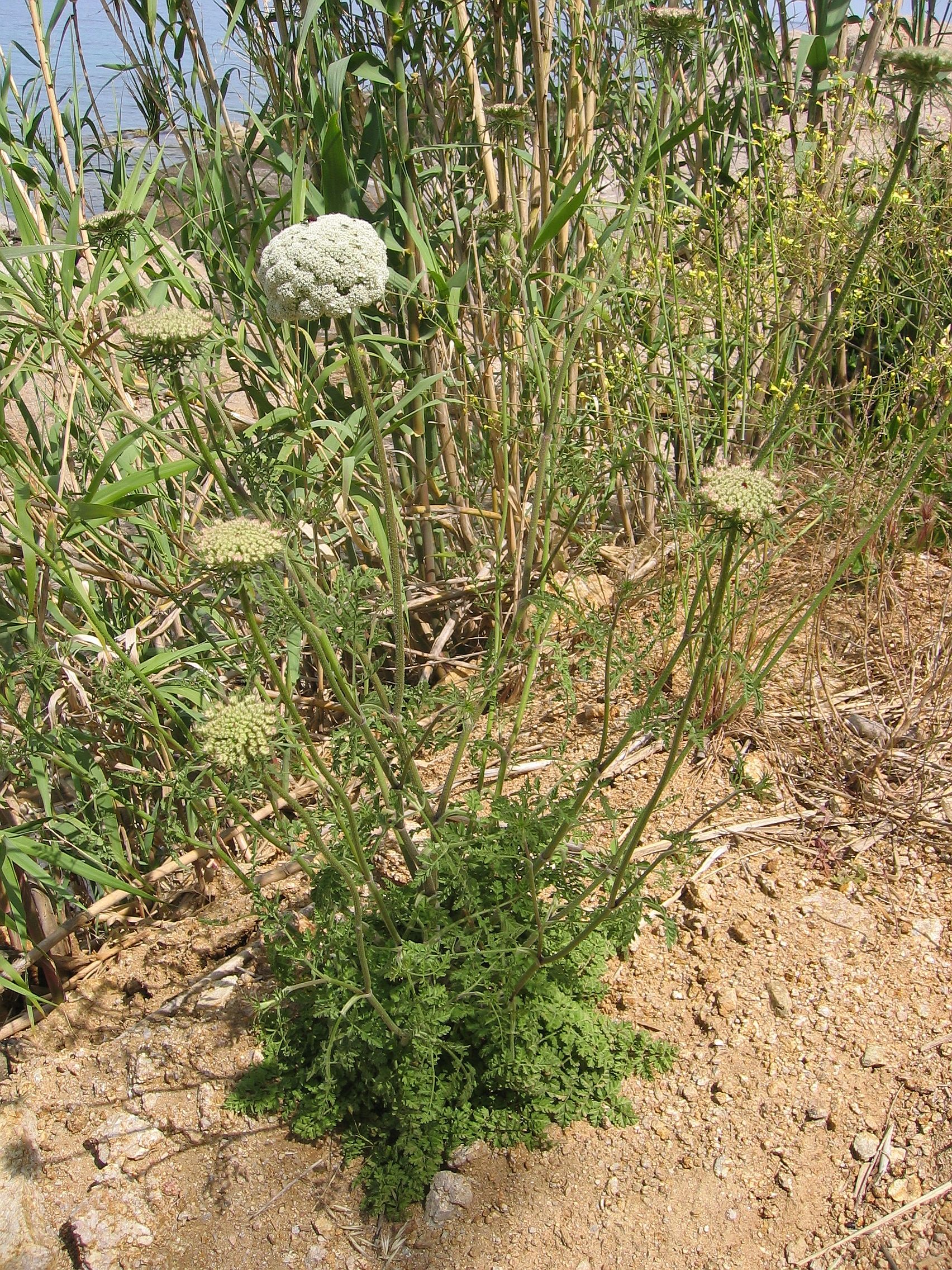 Carota selvatica