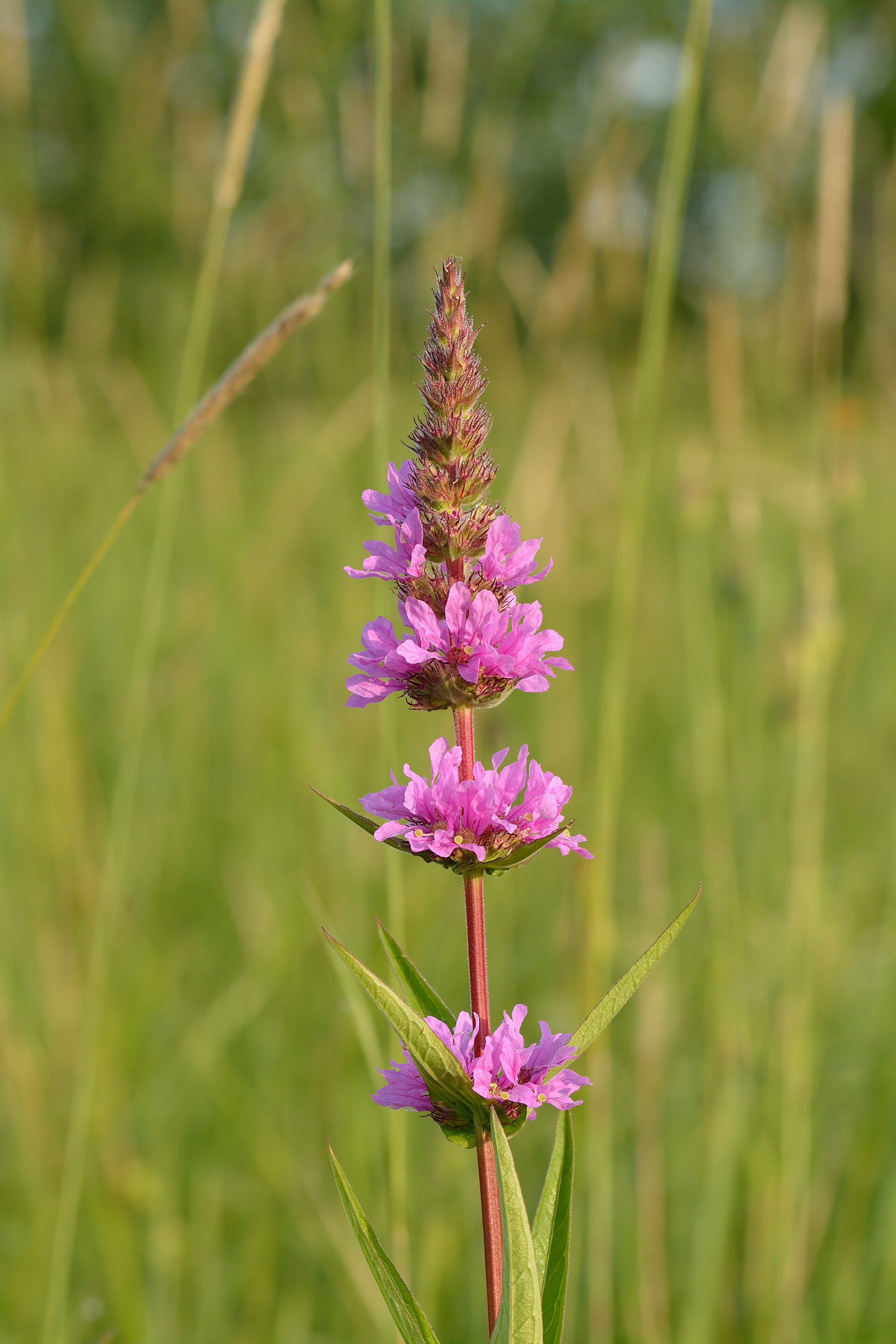Salcerella comune