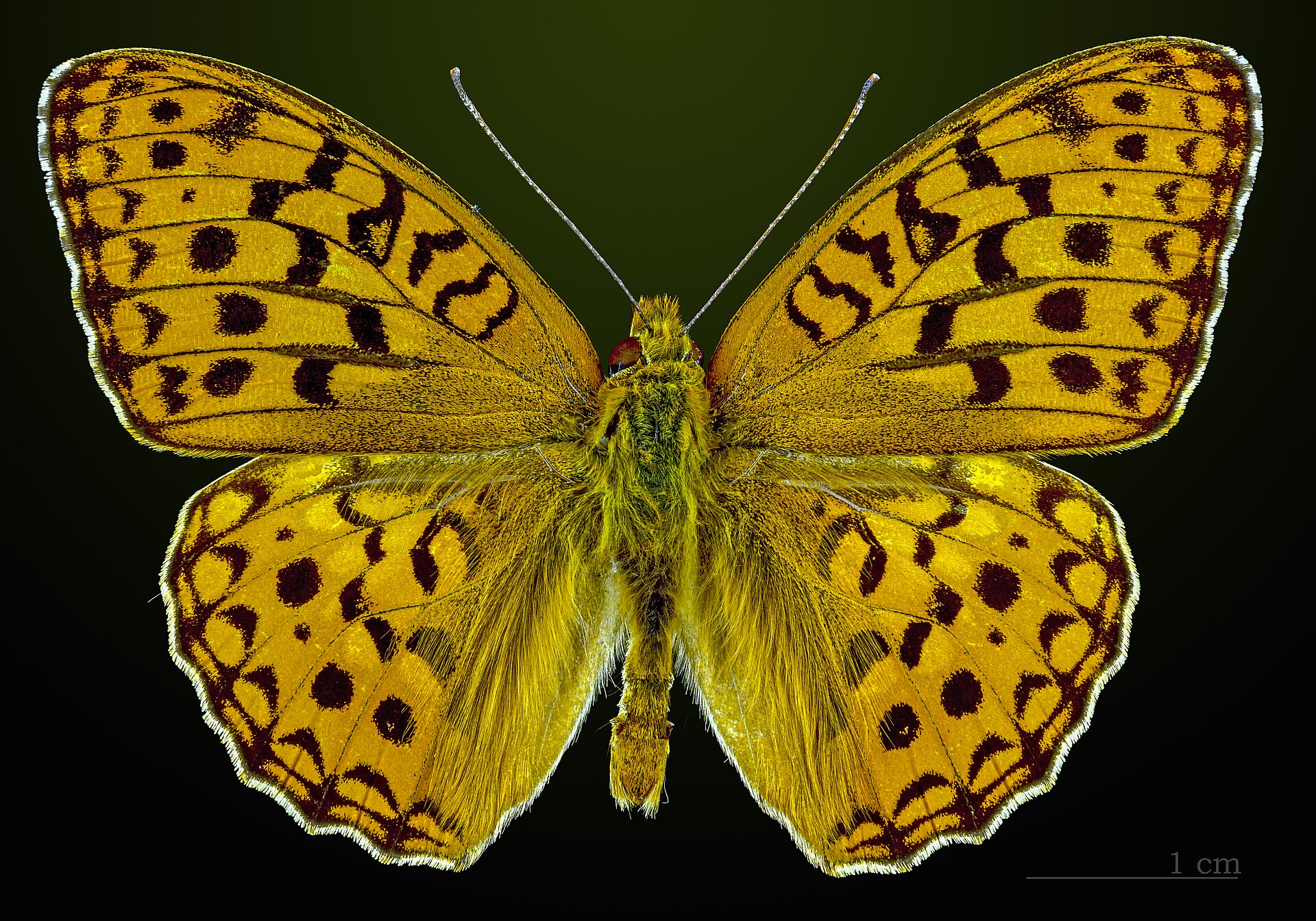 Fabriciana adippe