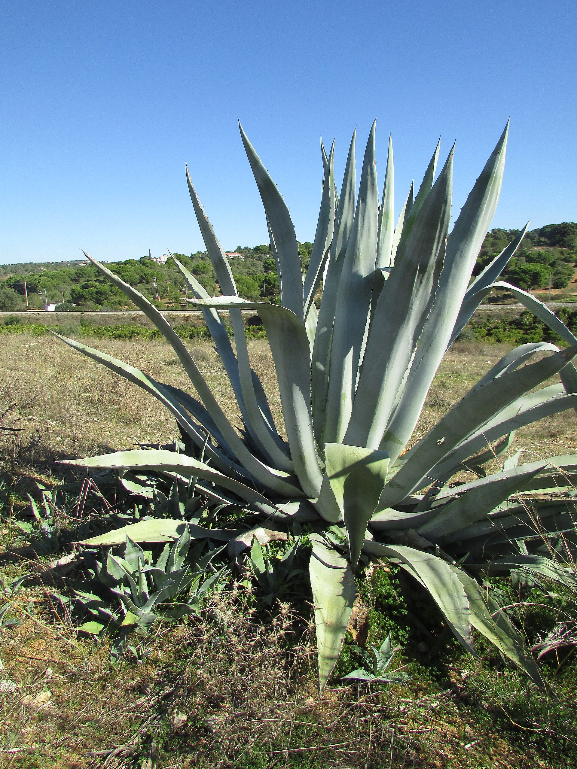 Agave