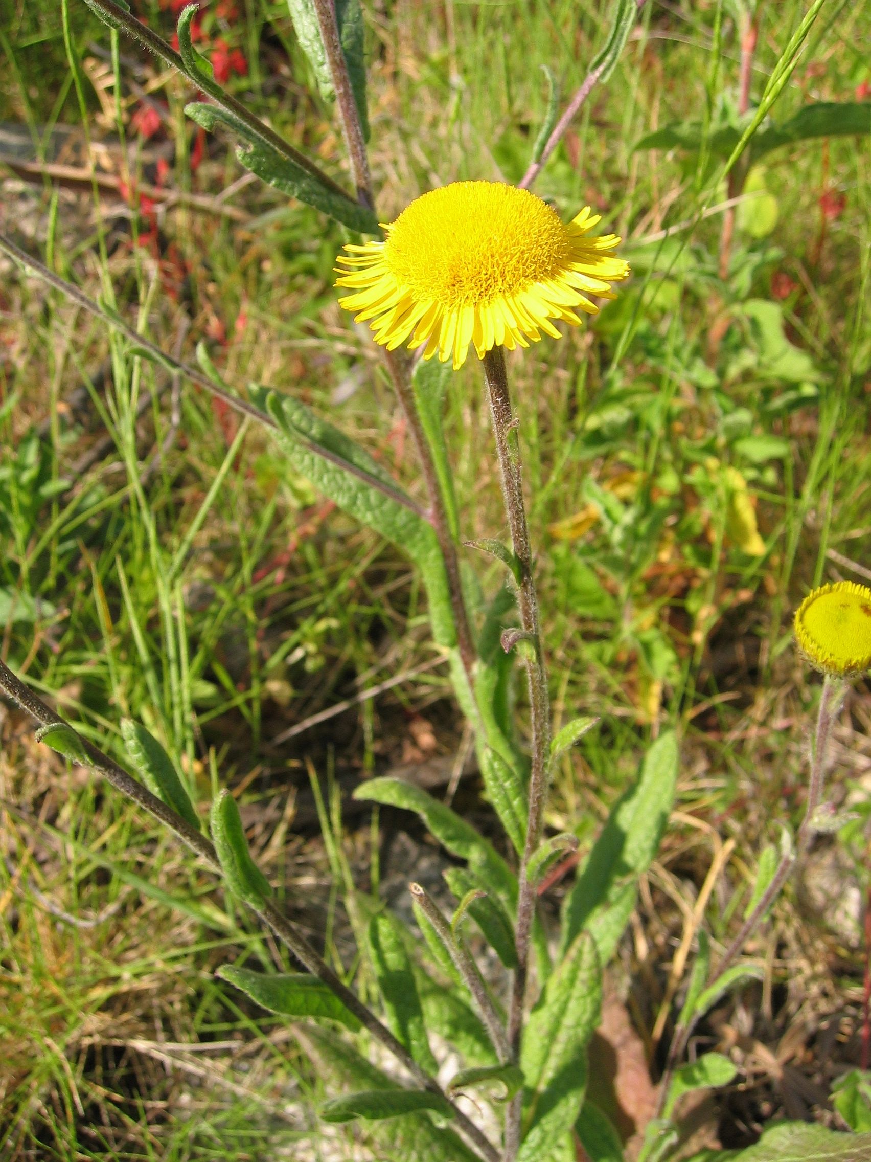 Incensaria odorosa