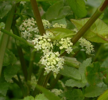 Sedano d'acqua