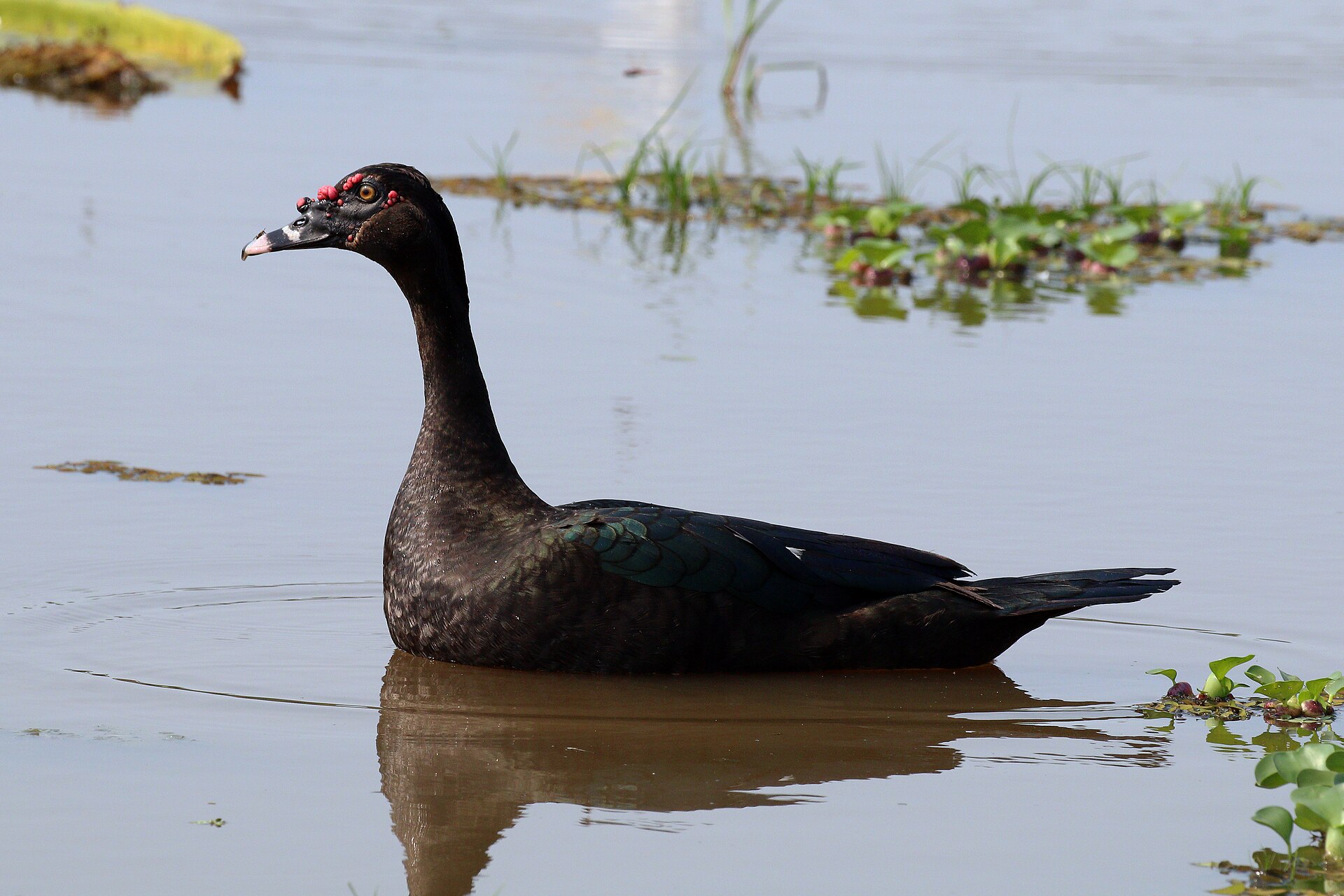 Anatra muschiata