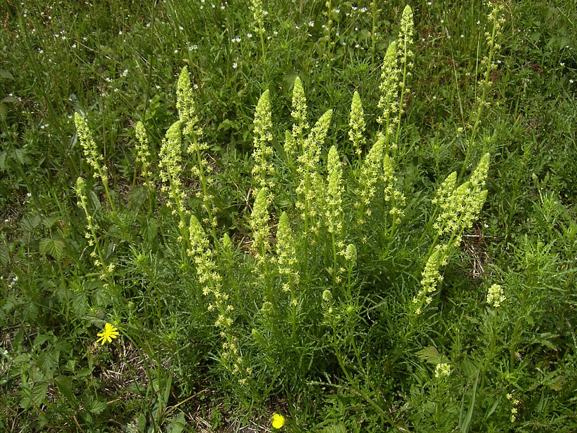 Reseda comune