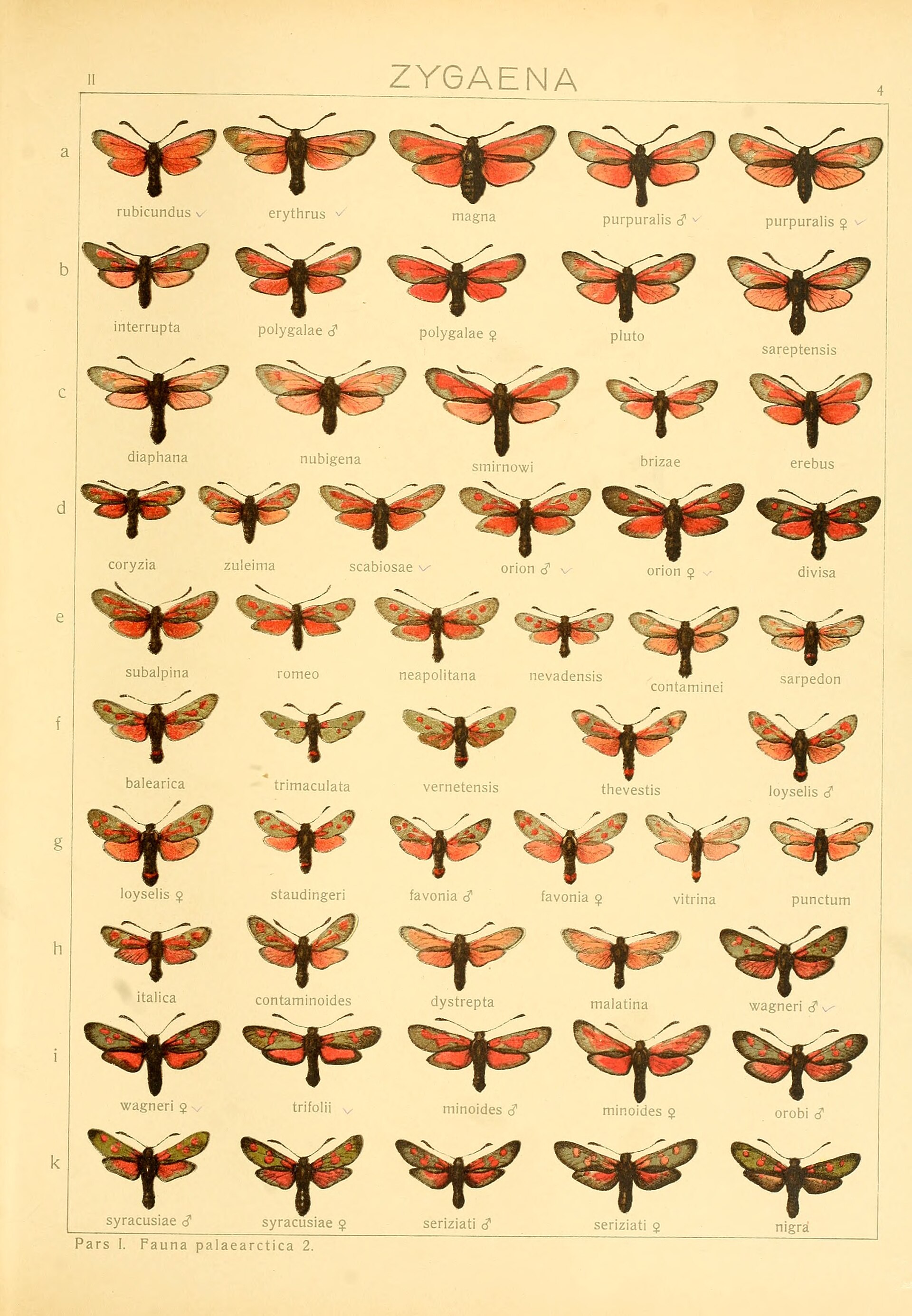 Zygaena nevadensis