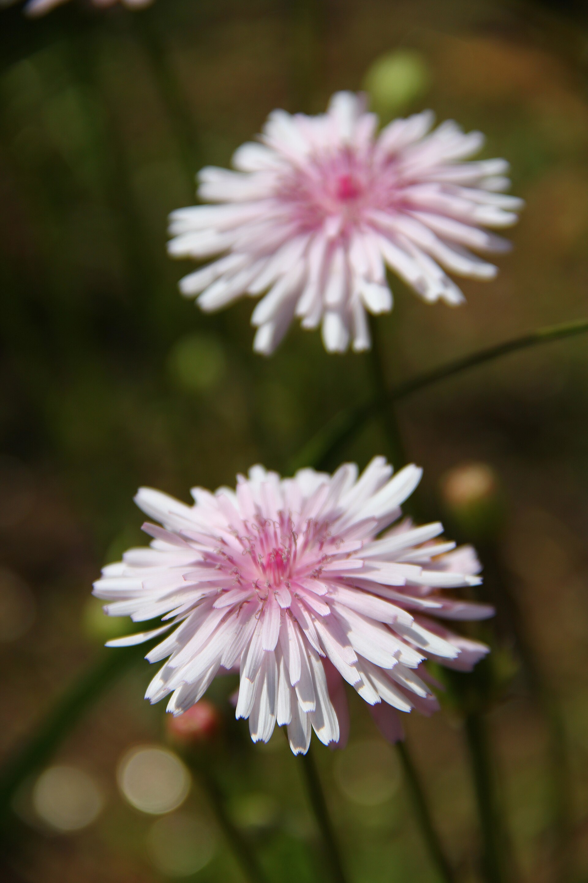 Radicchiella rosea