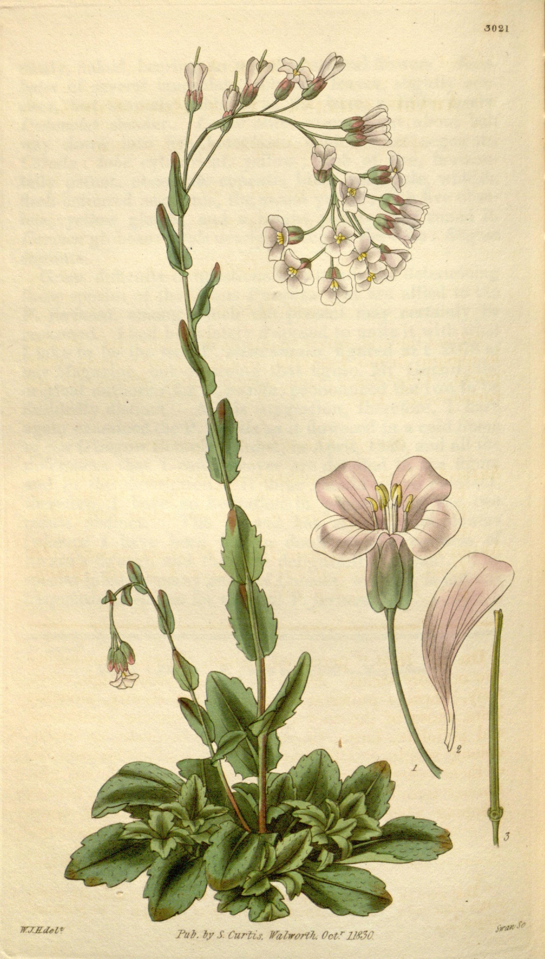 Arabetta collinare