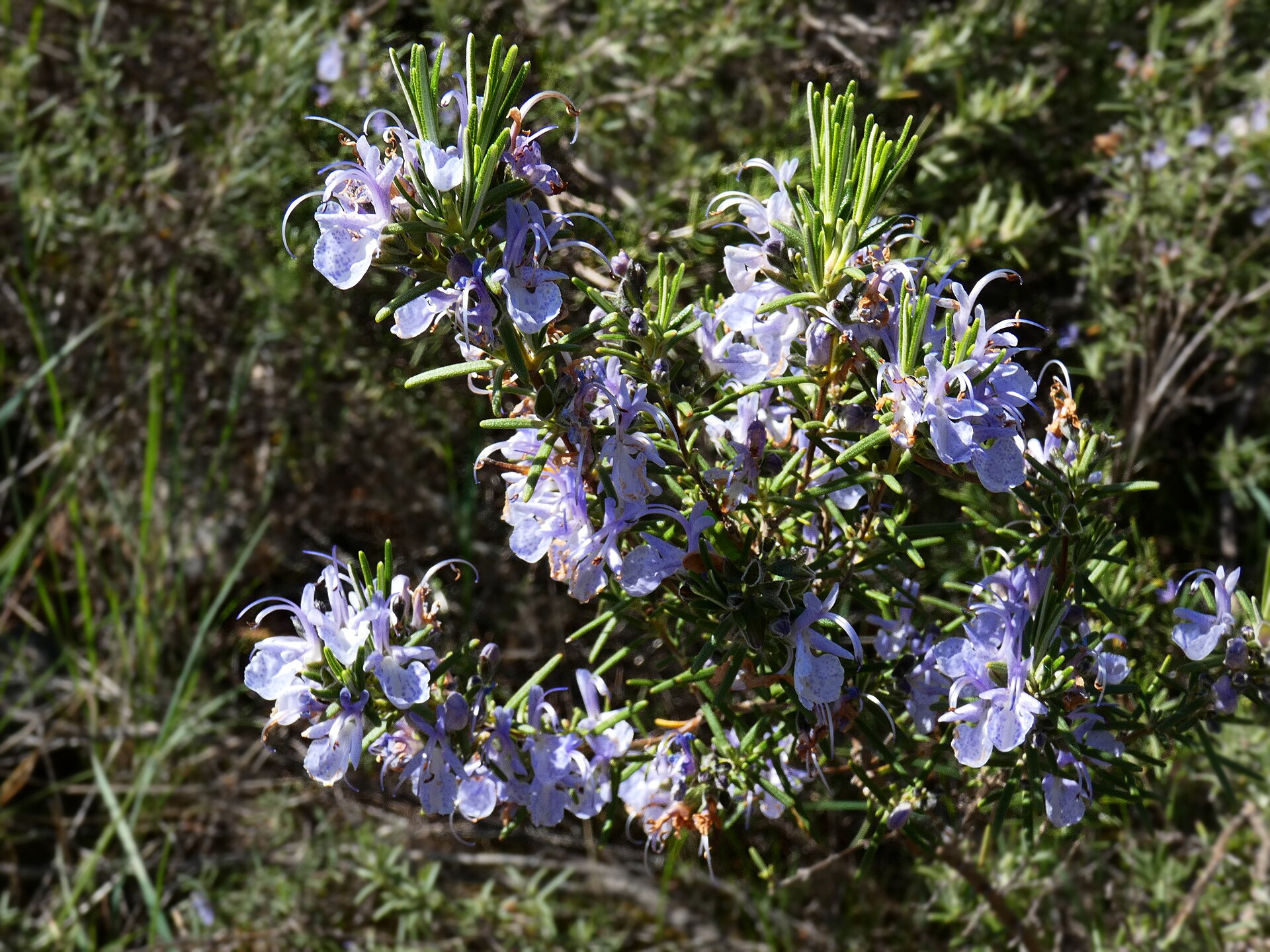 Salvia rosmarinus