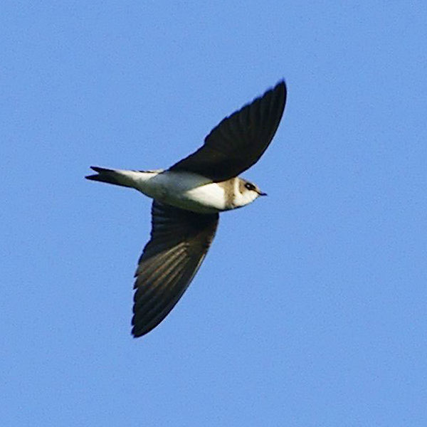 Topino