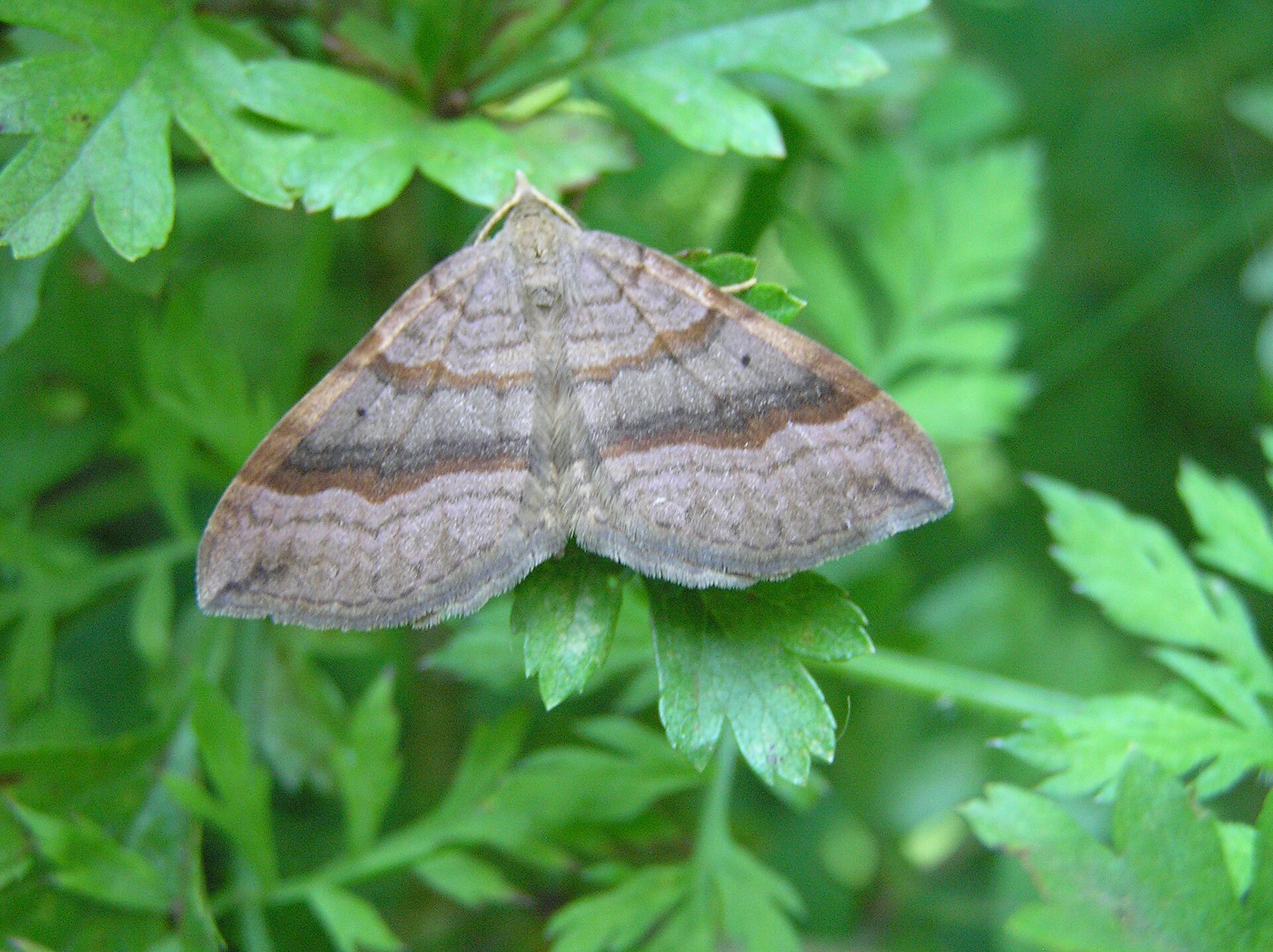 Scotopteryx chenopodiata
