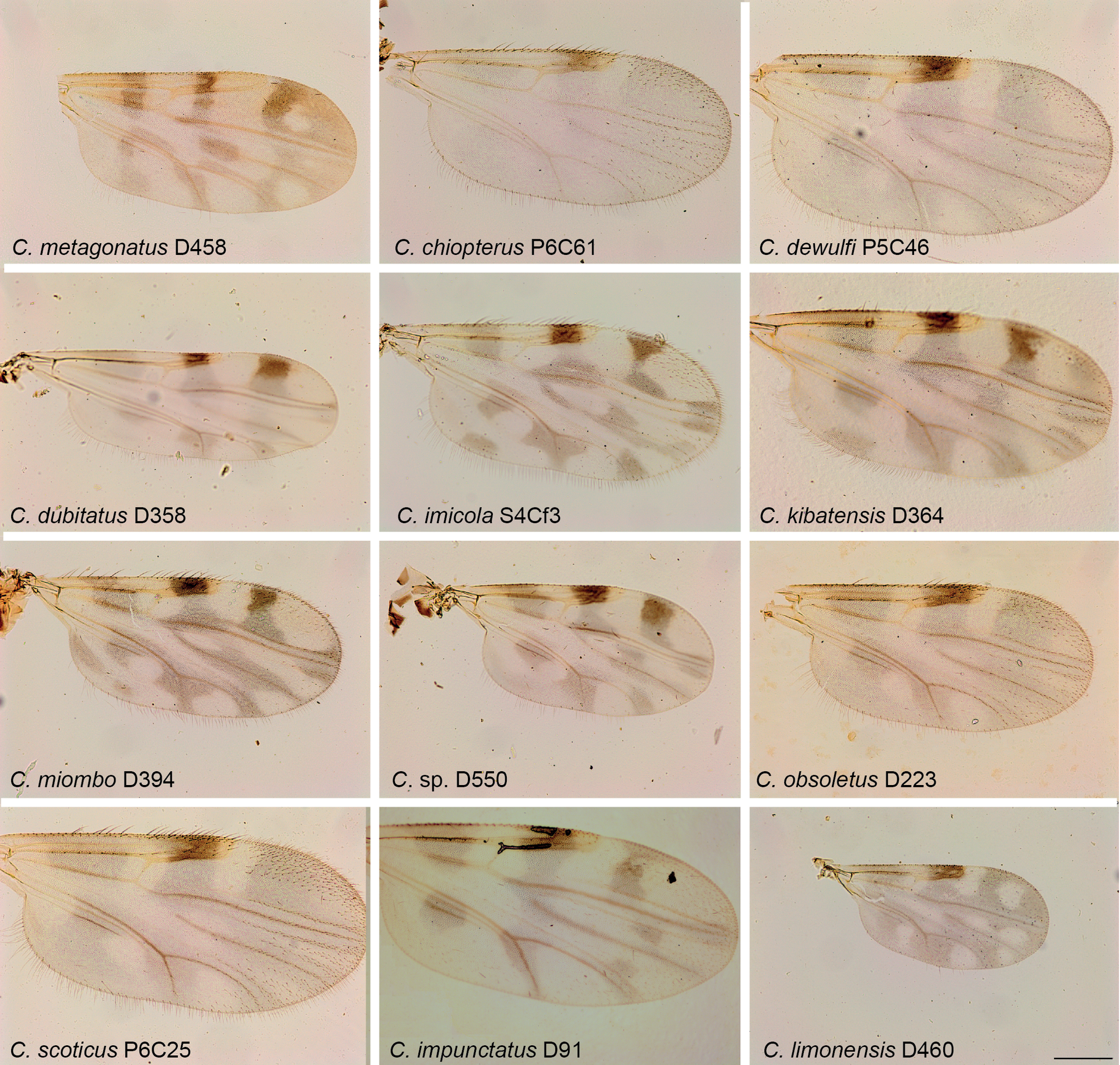 Culicoides obsoletus