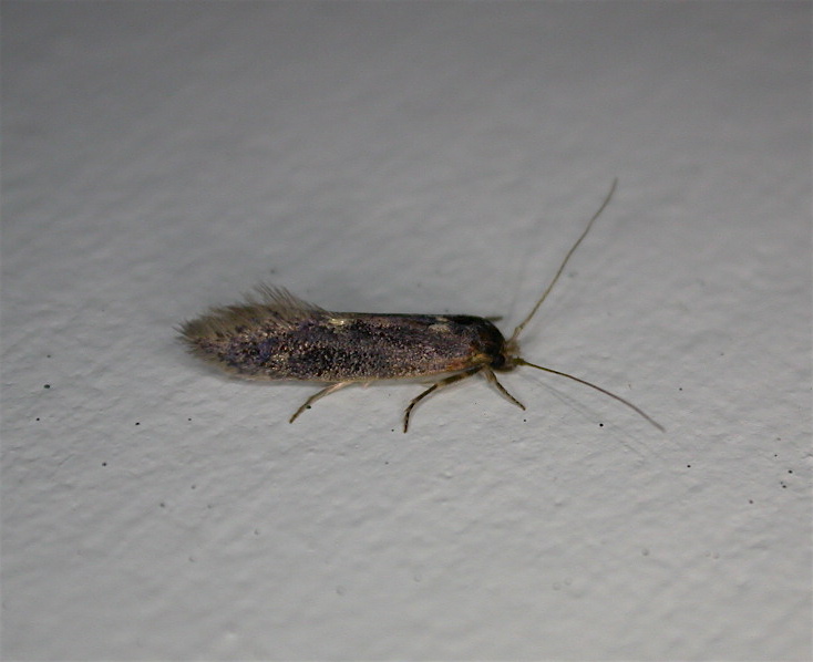 Opogona omoscopa