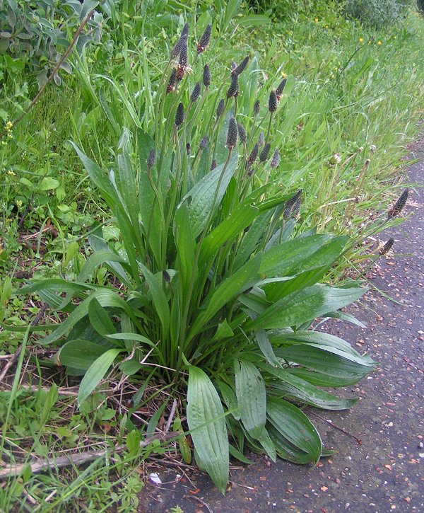 Piantaggine lanciuola
