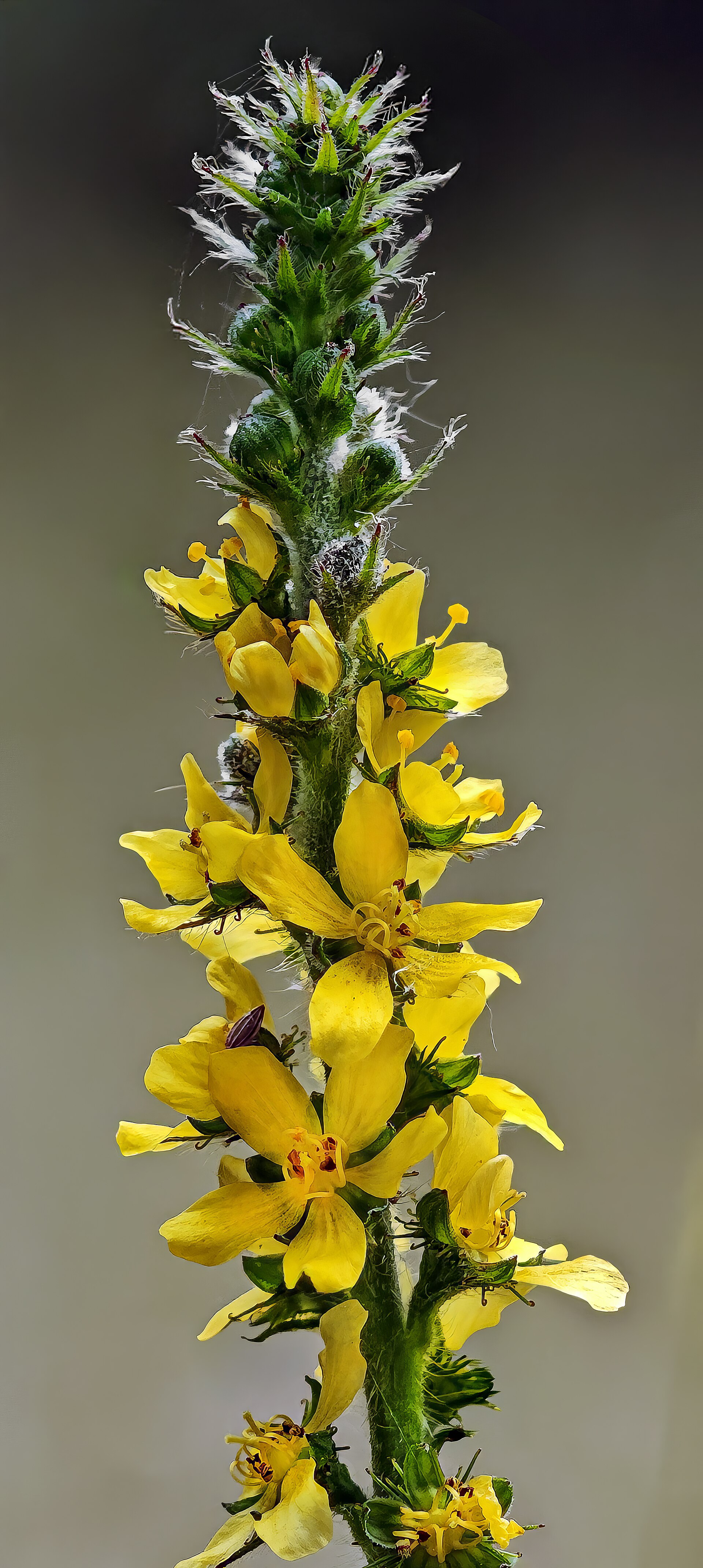 Agrimonia comune