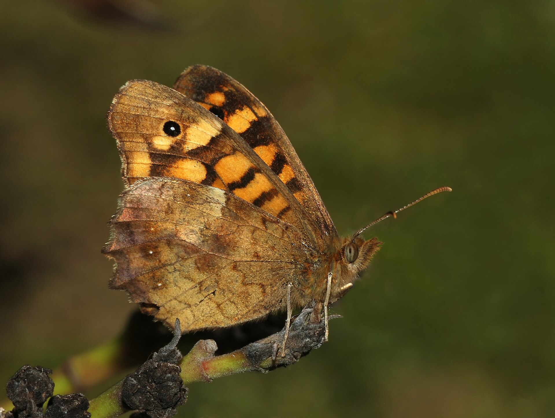 Egeria