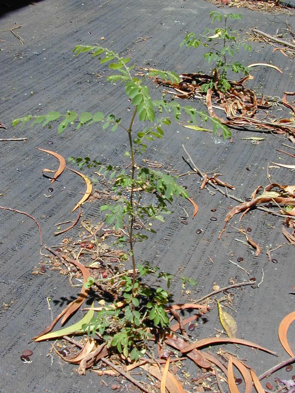 Phyllanthus tenellus