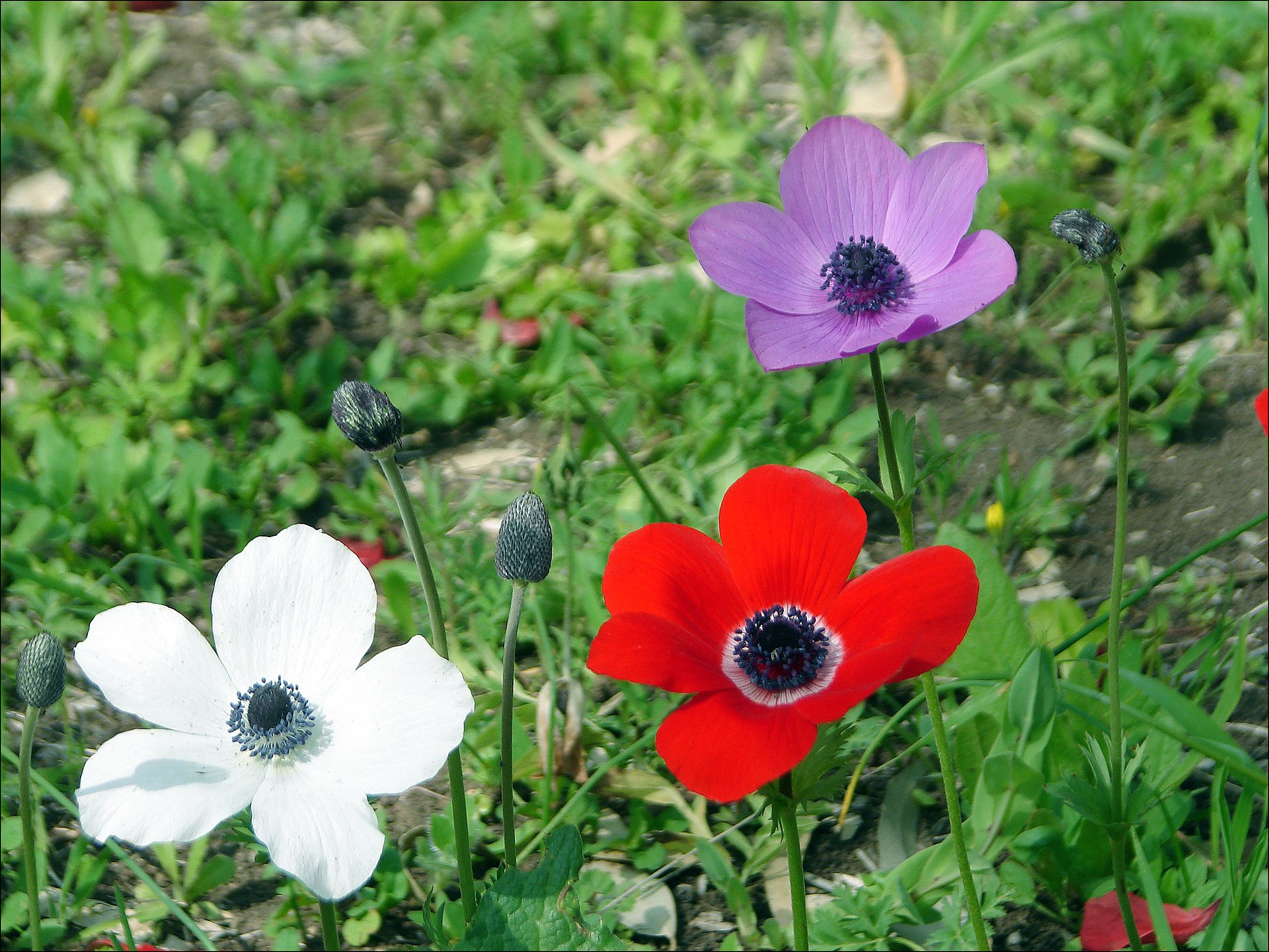 Anemone dei fiorai