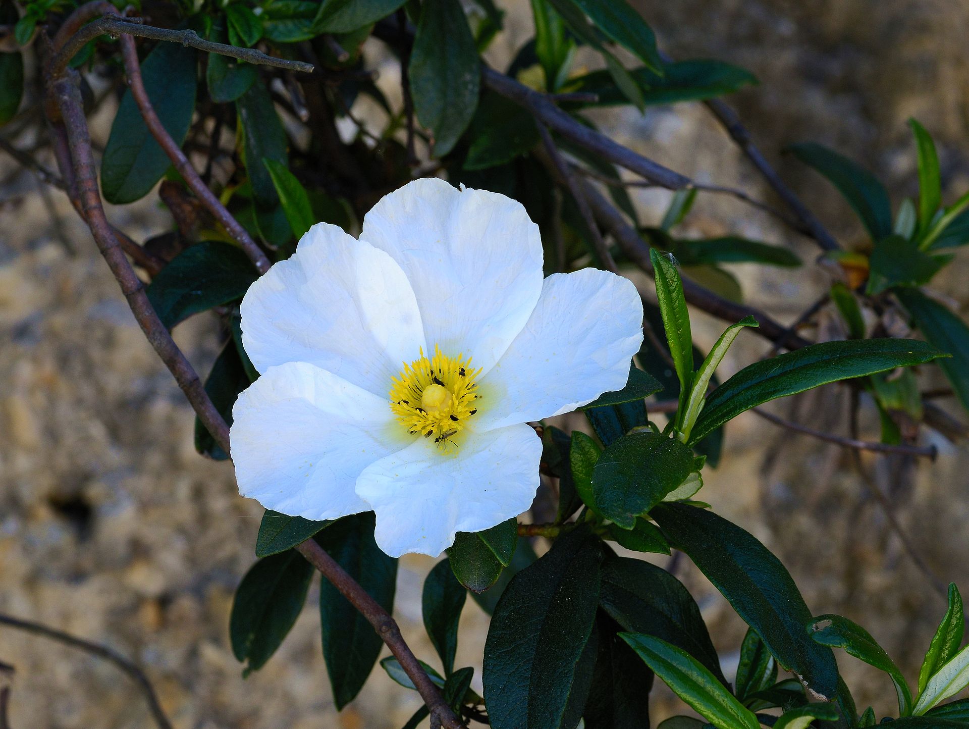 Cisto di Montpellier