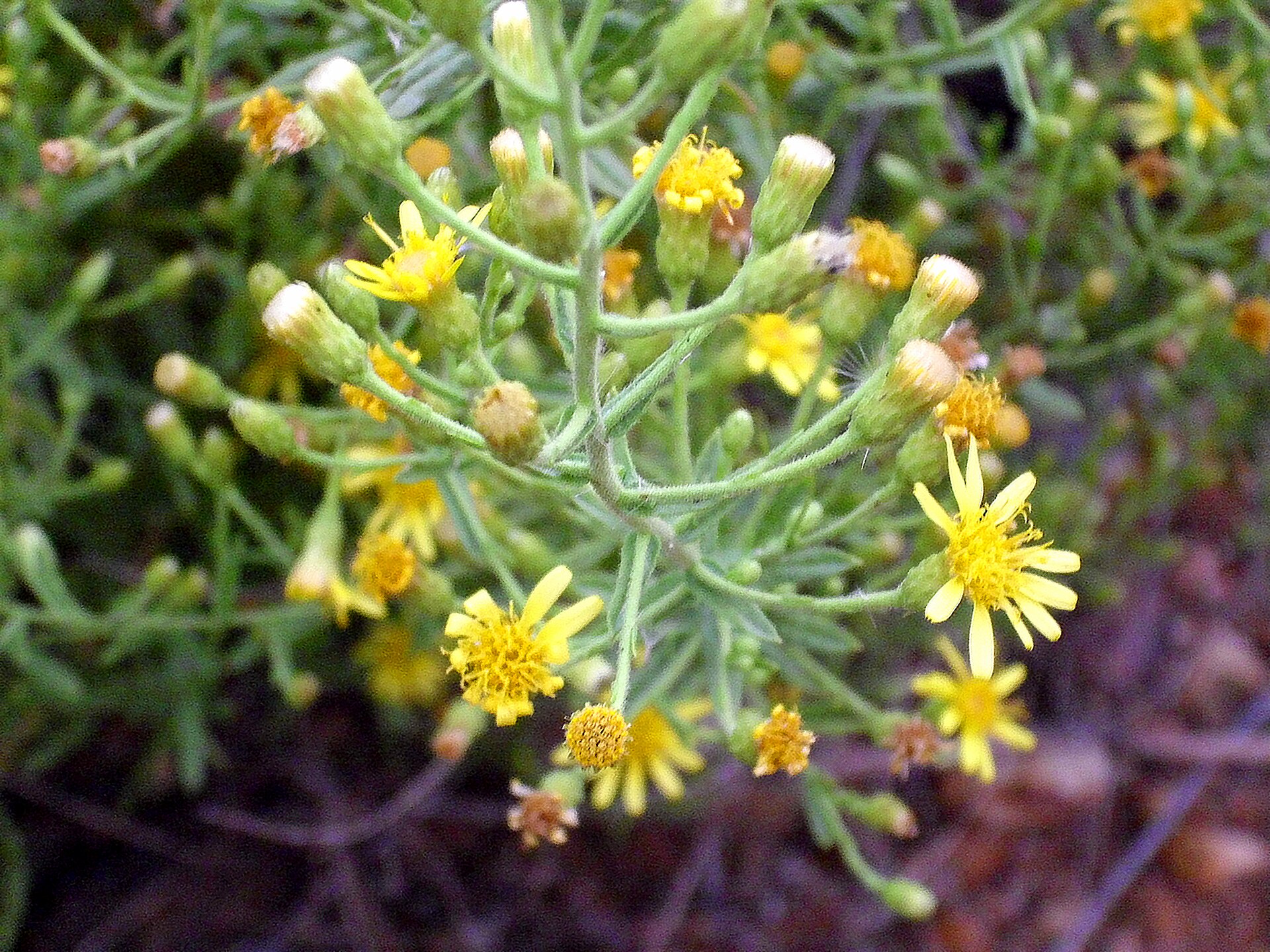 Enula viscosa
