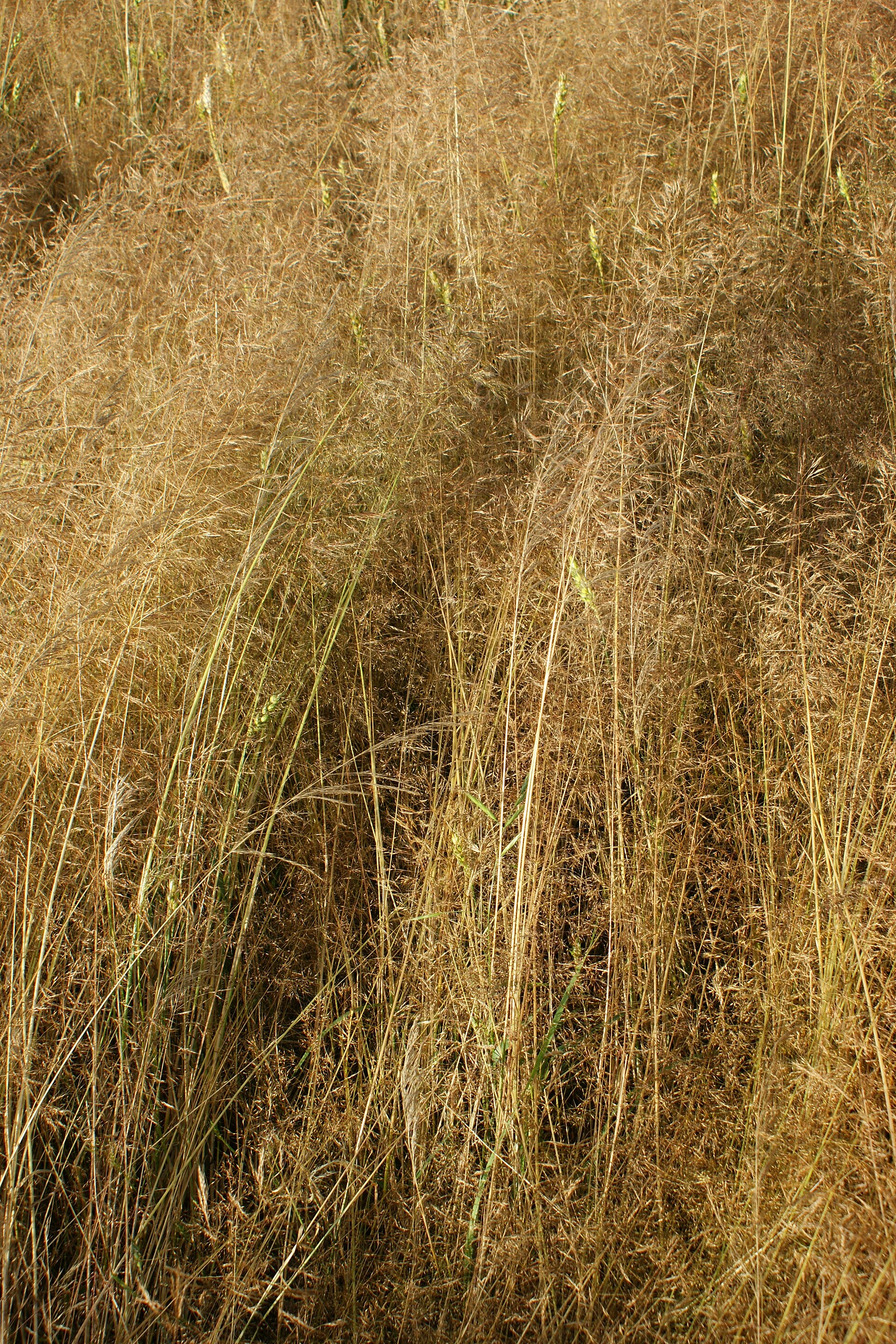 Cappellini dei campi