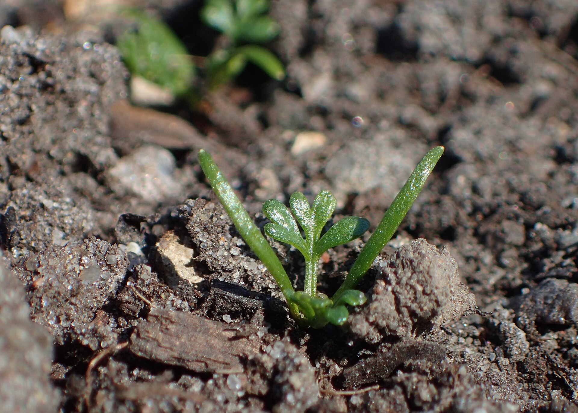 Visnaga comune