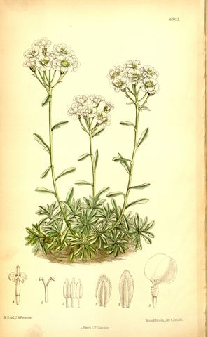 Achillea rupestris