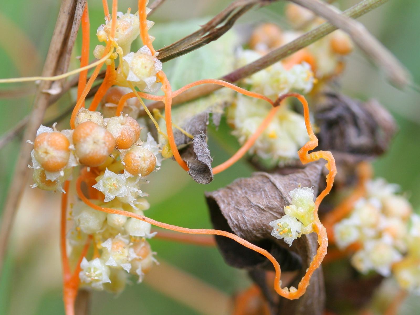 Cuscuta dei campi