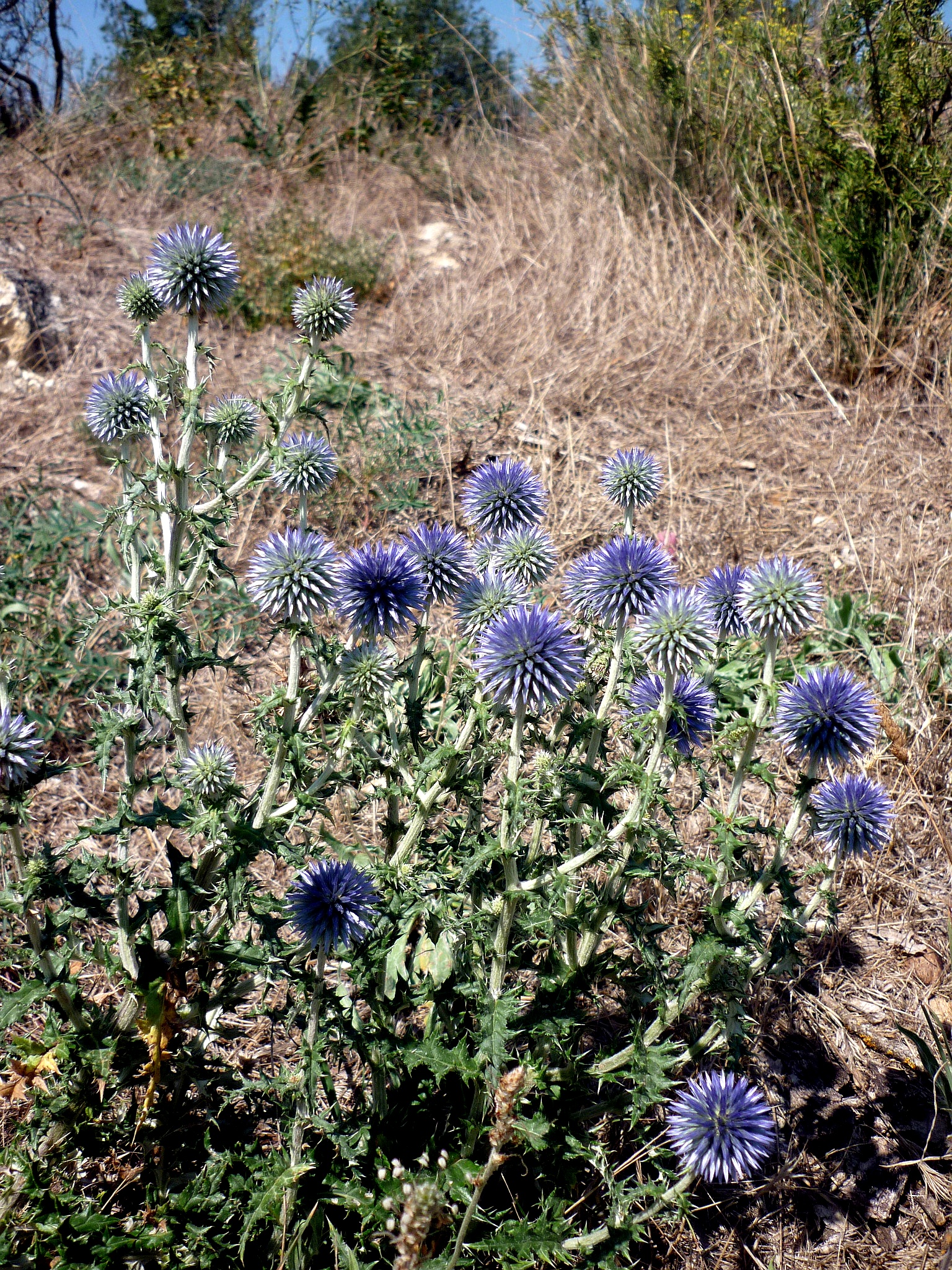 Echinops ritro