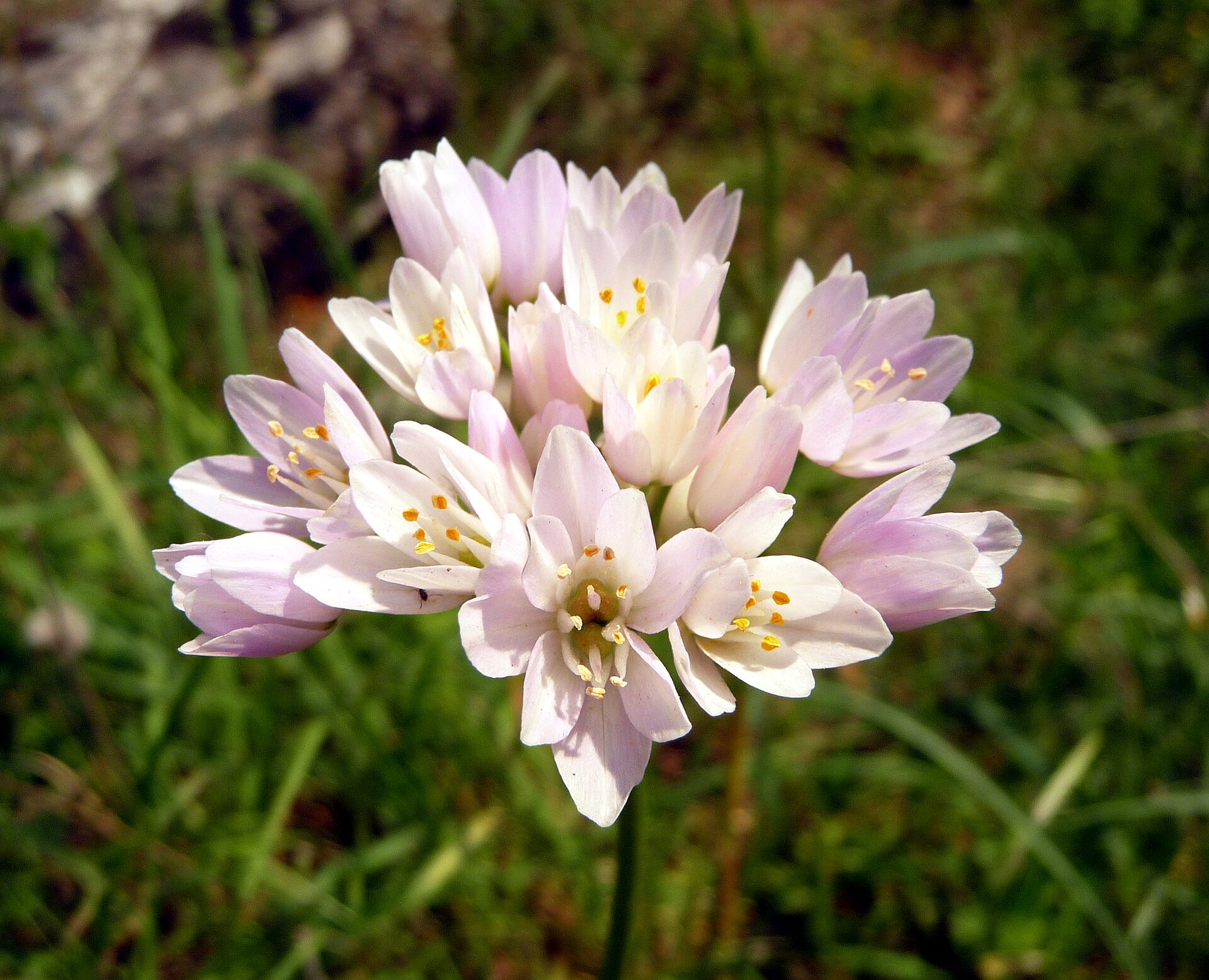 Allium roseum