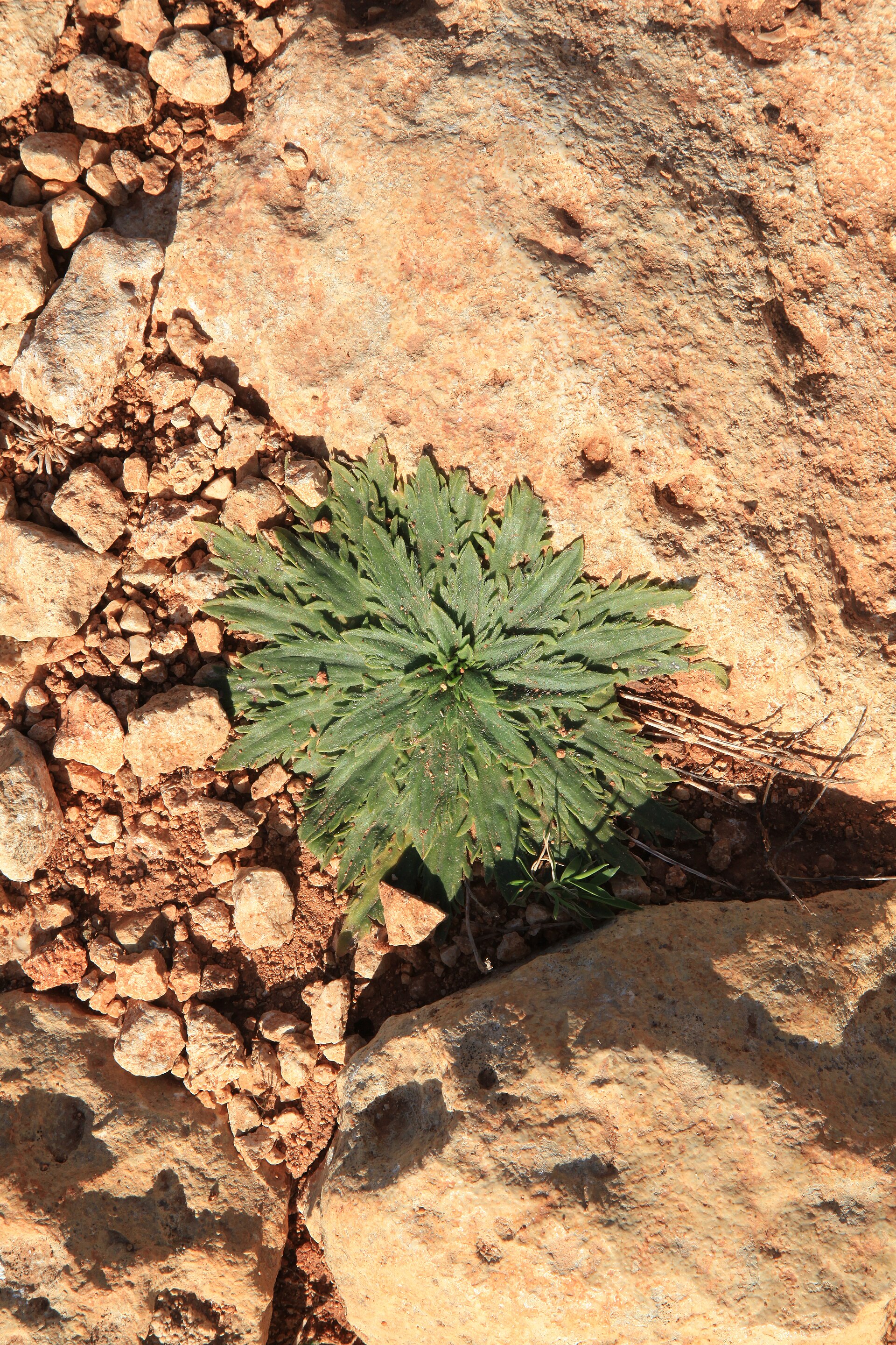 Piantaggine seghettata