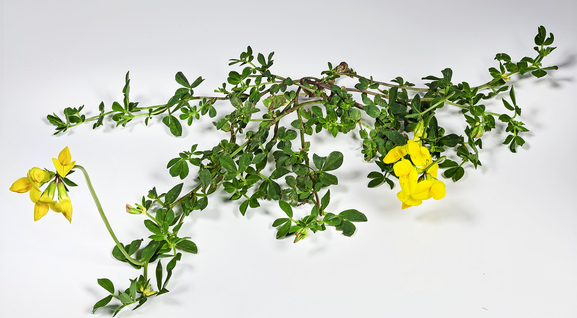 Ginestrino comune
