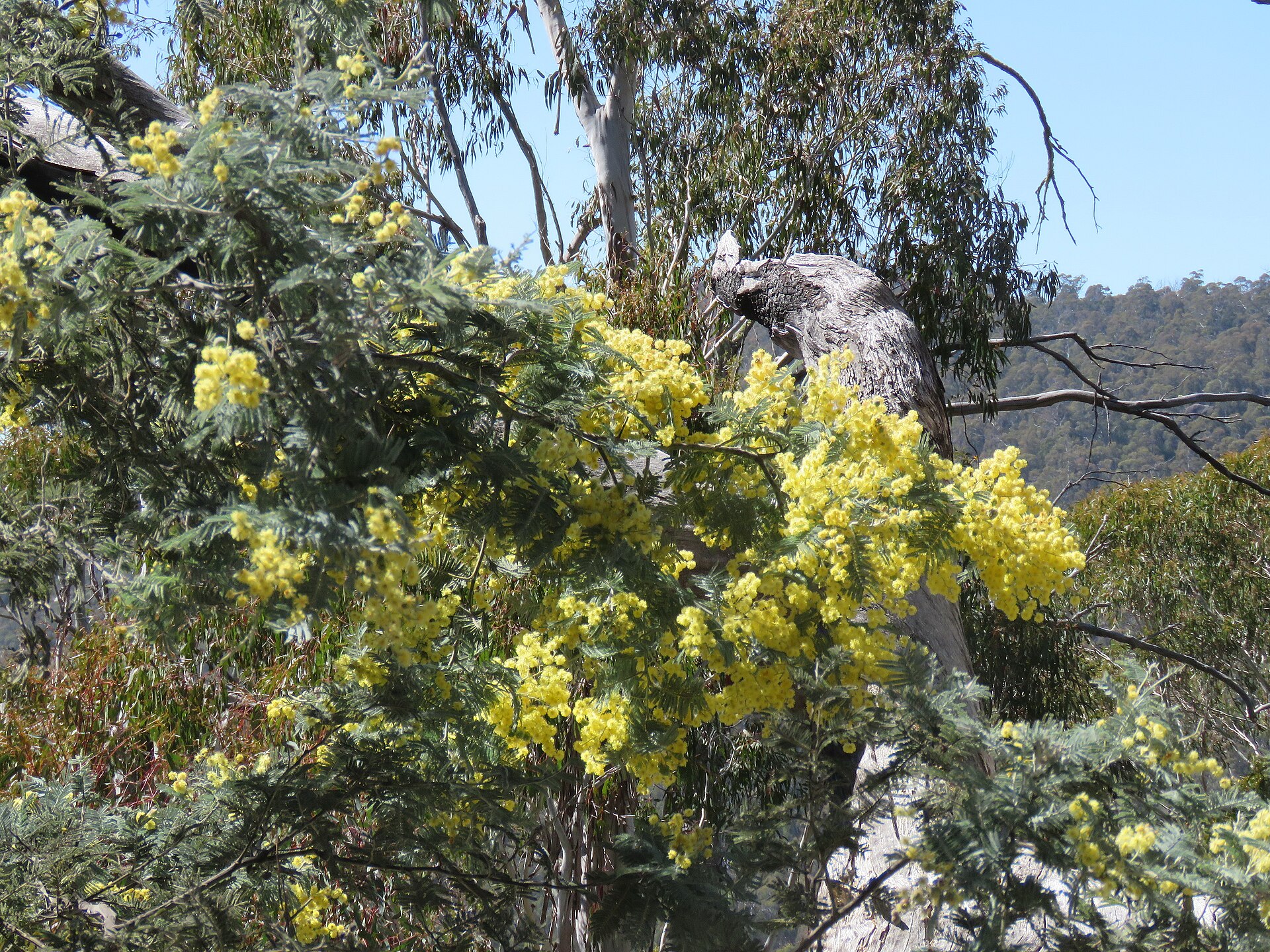 Mimosa