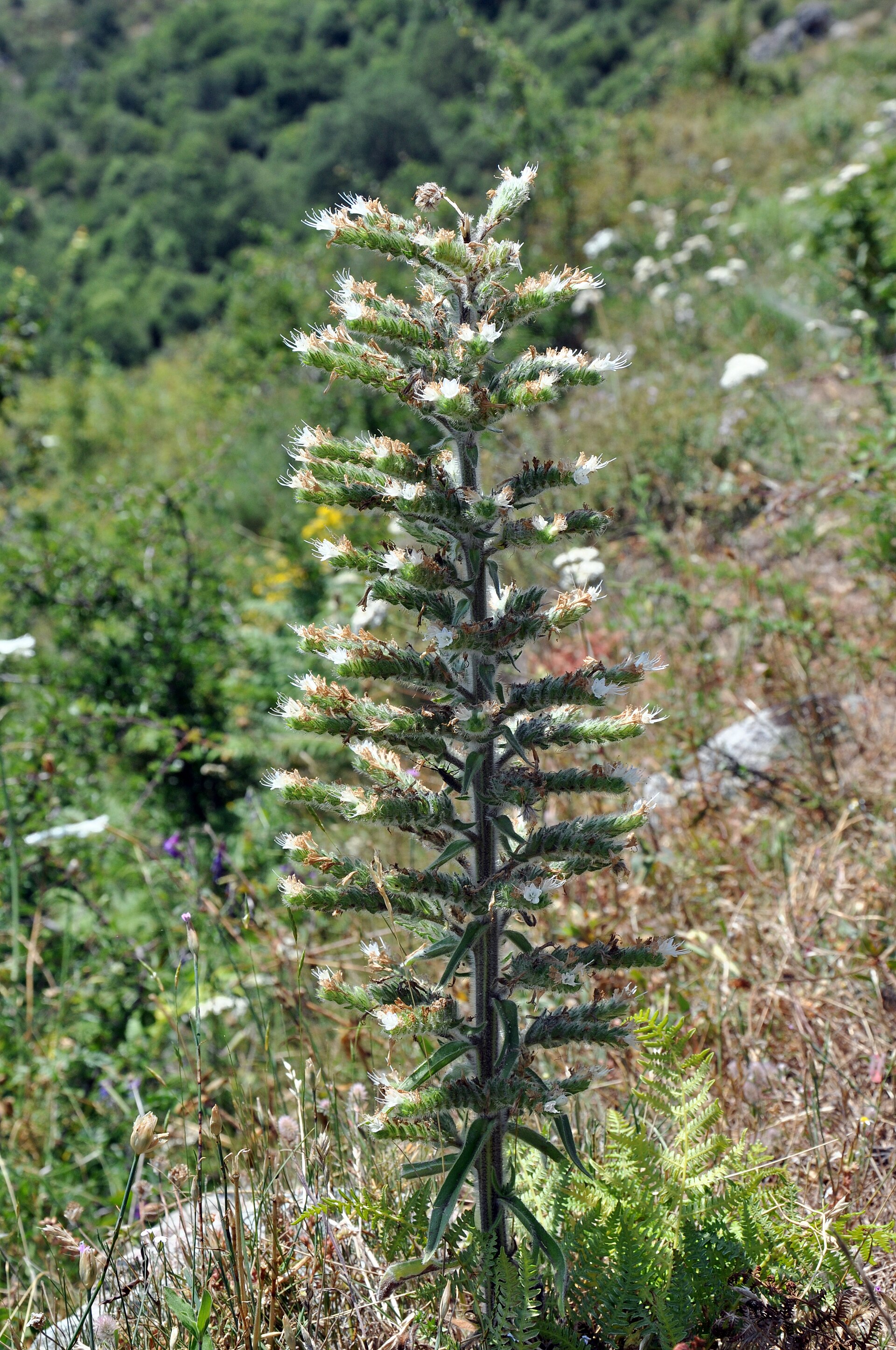 Echium italicum