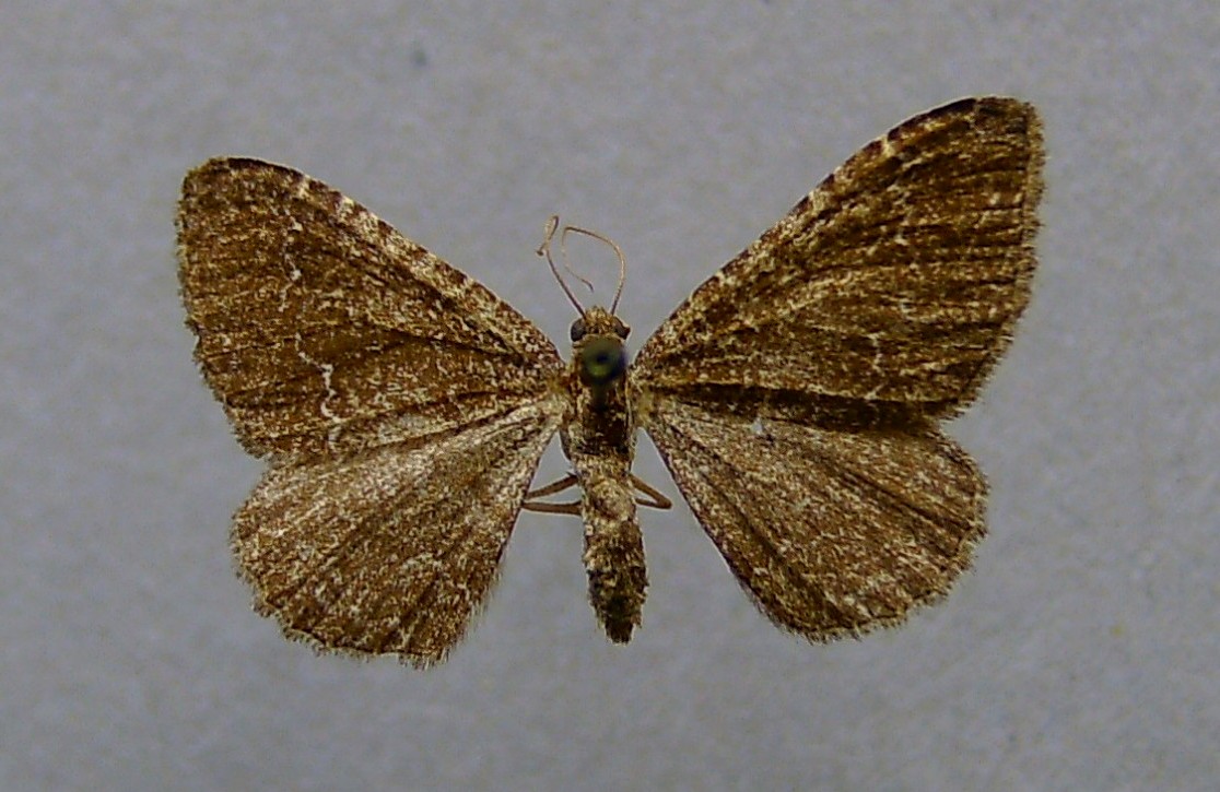 Cataclysme riguata
