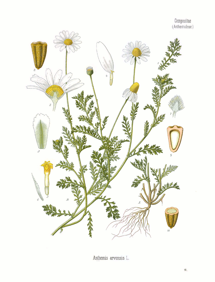 Camomilla bastarda