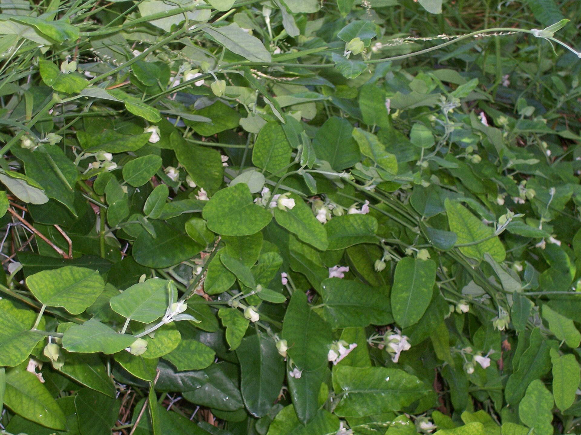 Pianta della seta