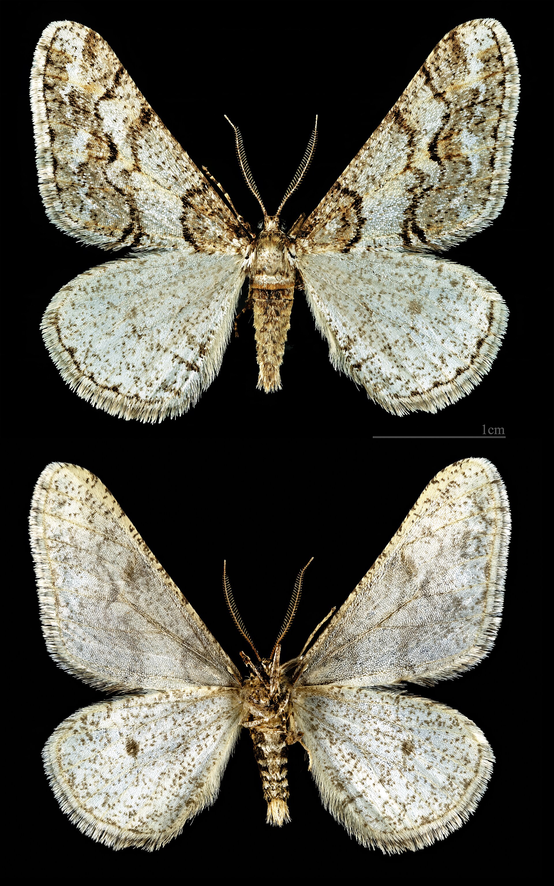 Agriopis leucophaearia