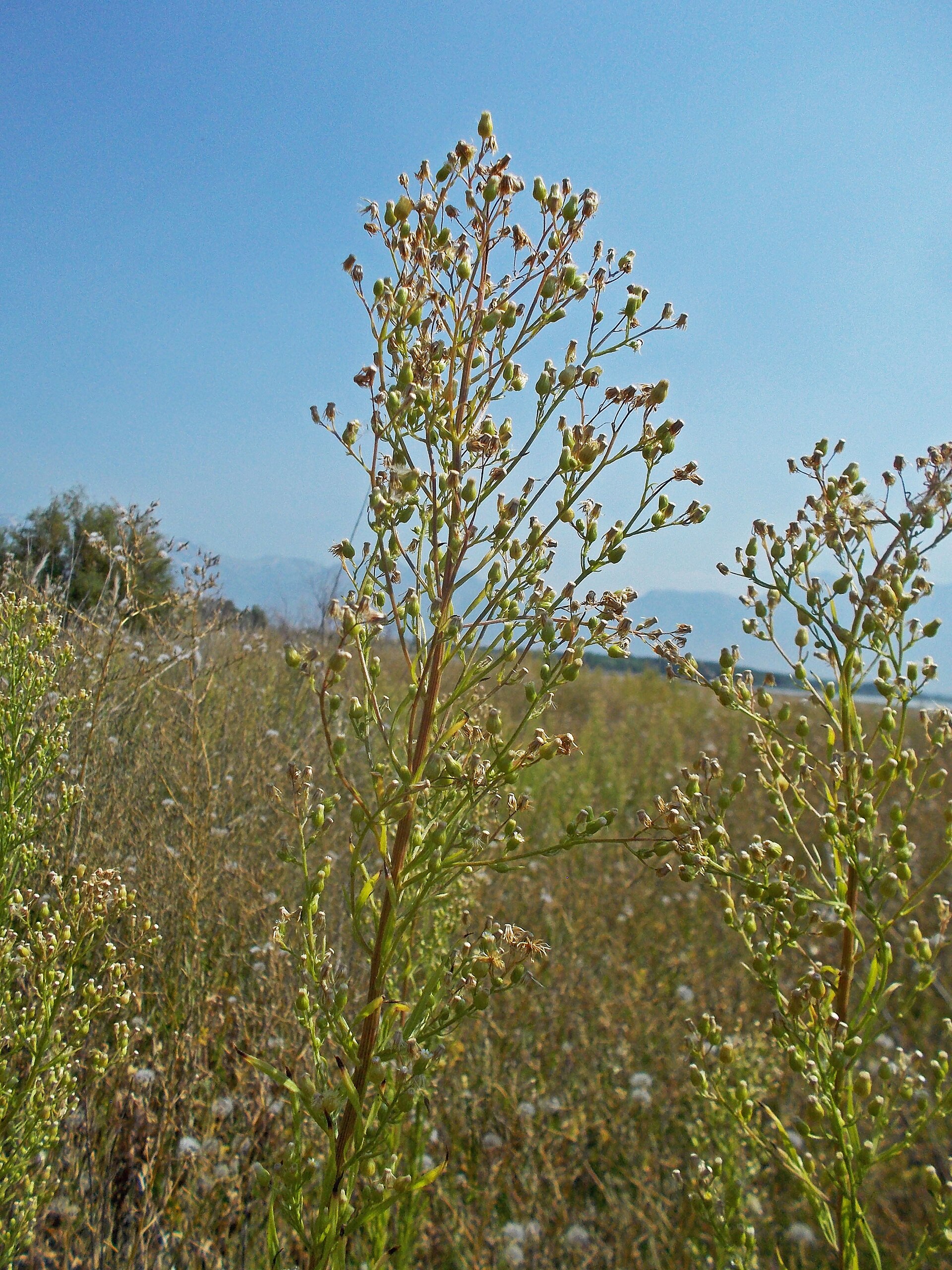 Erigeron canadensis