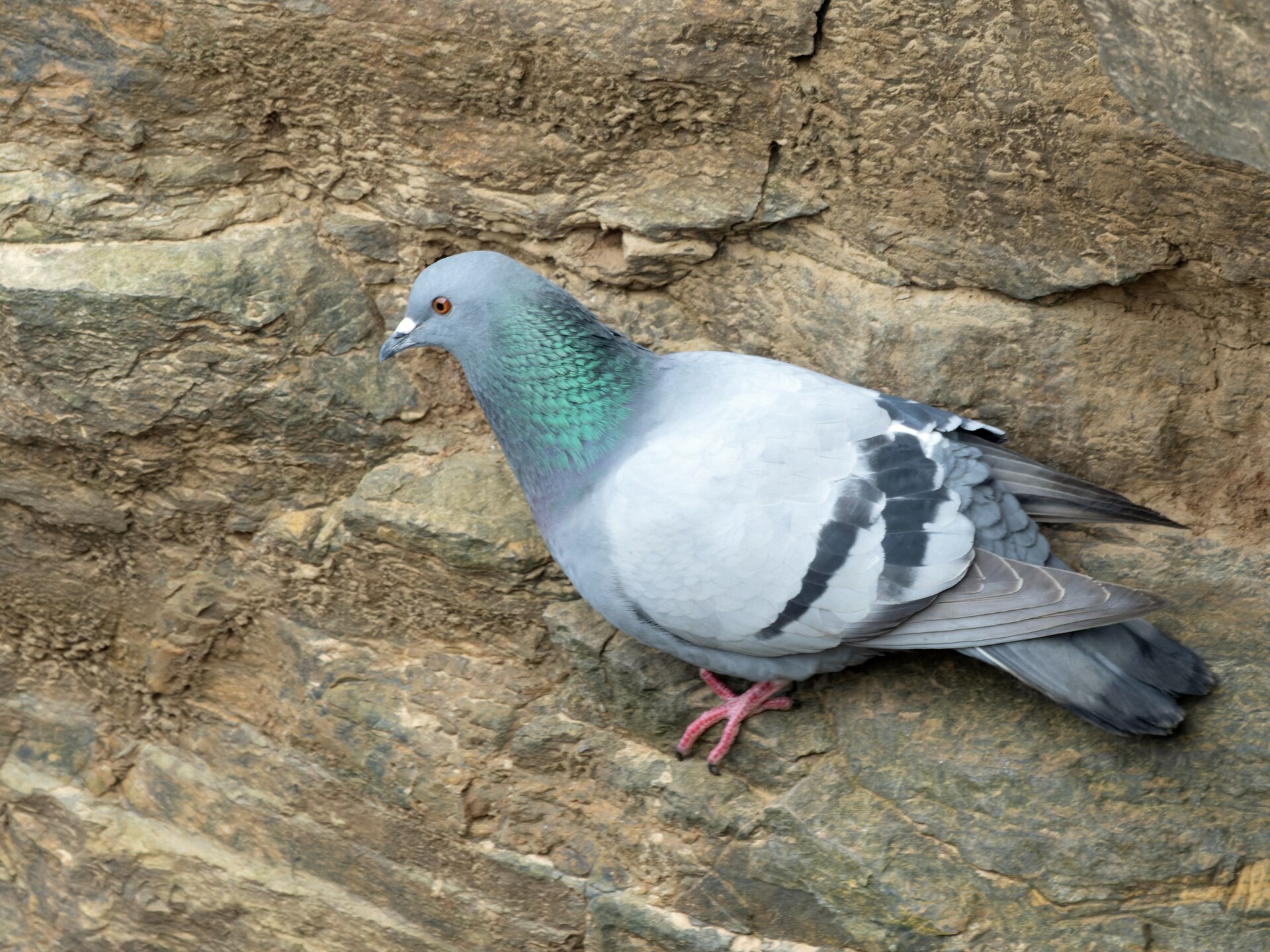 Piccione selvatico