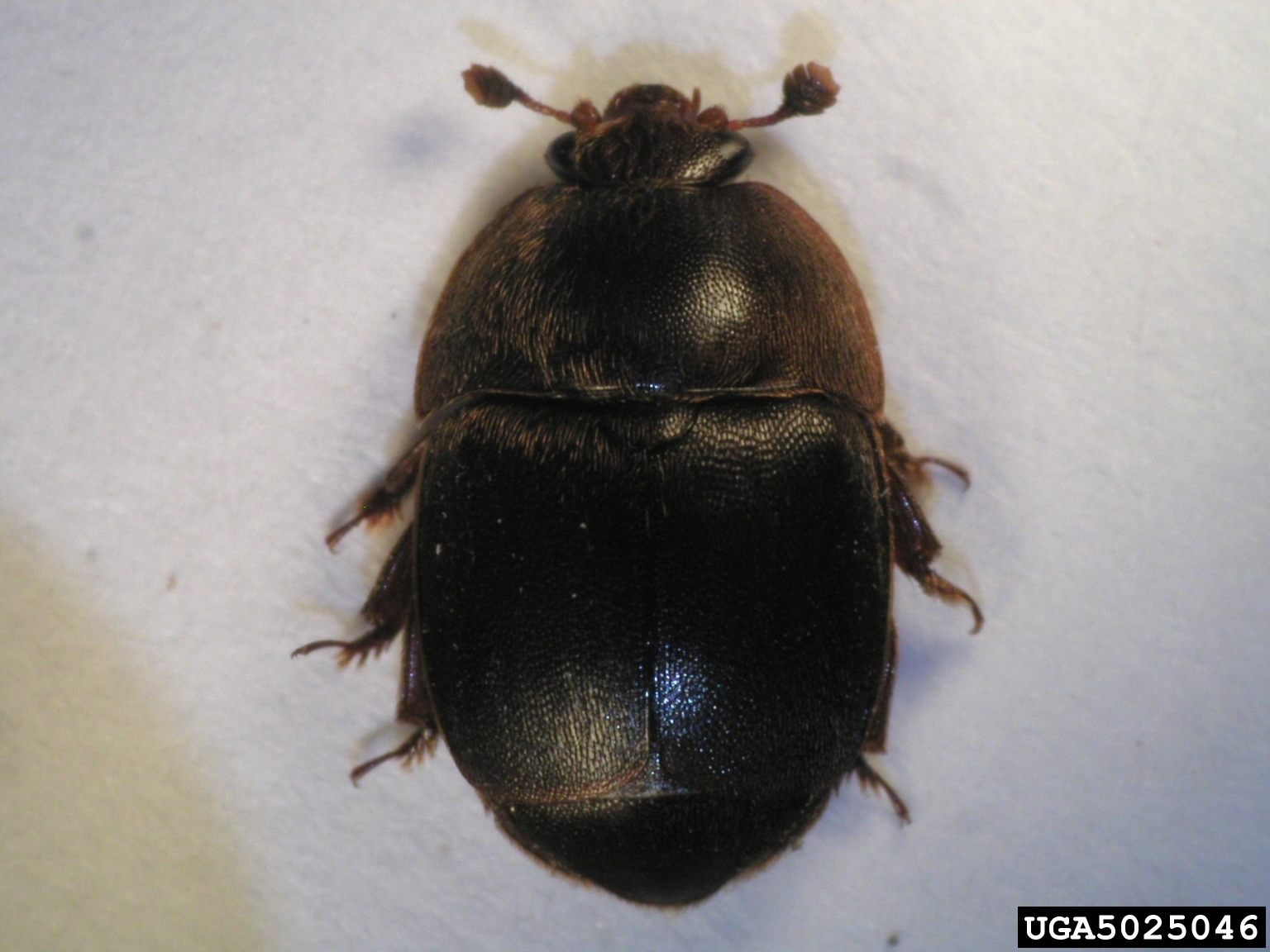 Aethina tumida