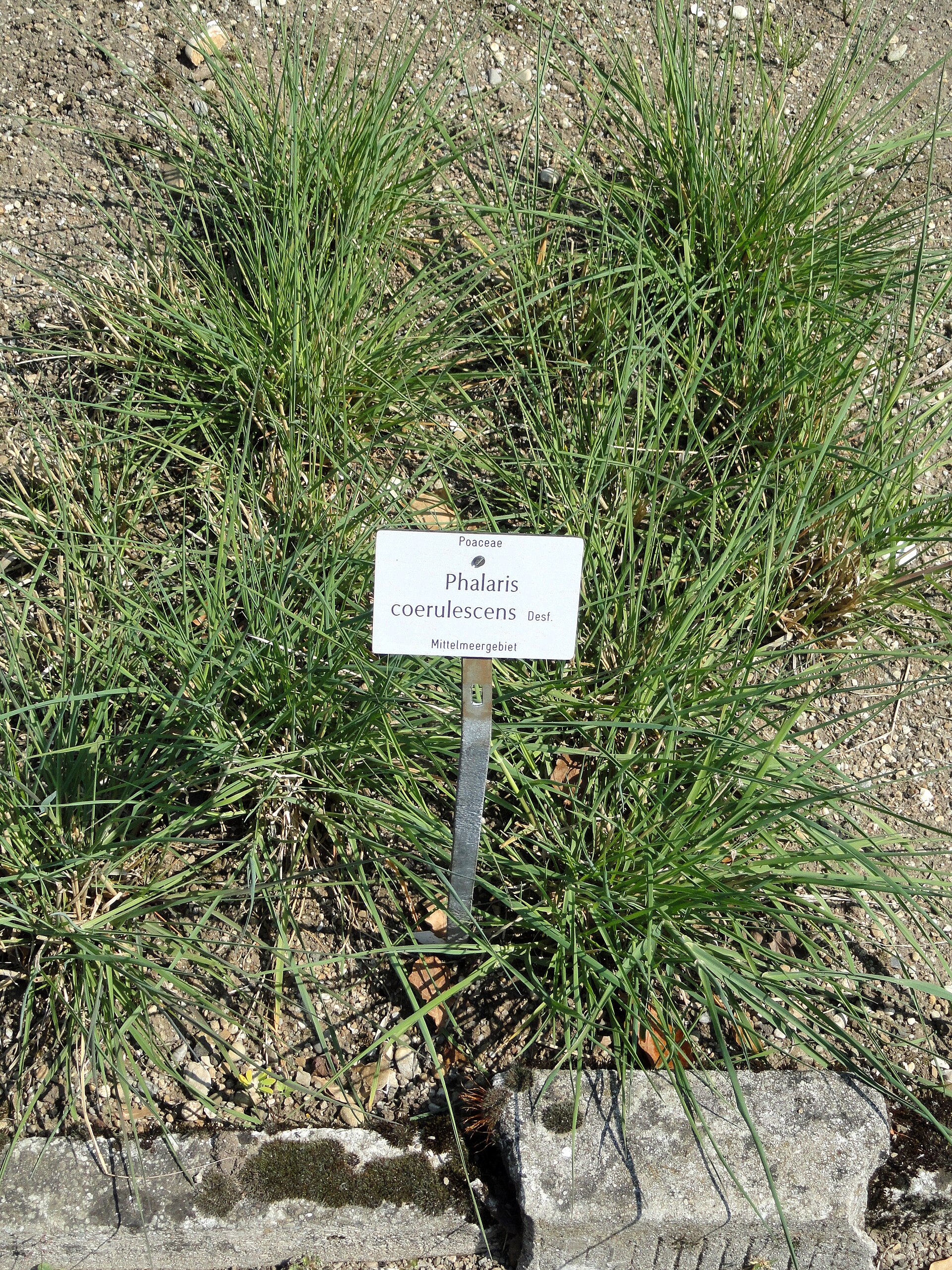 Scagliola cerulea