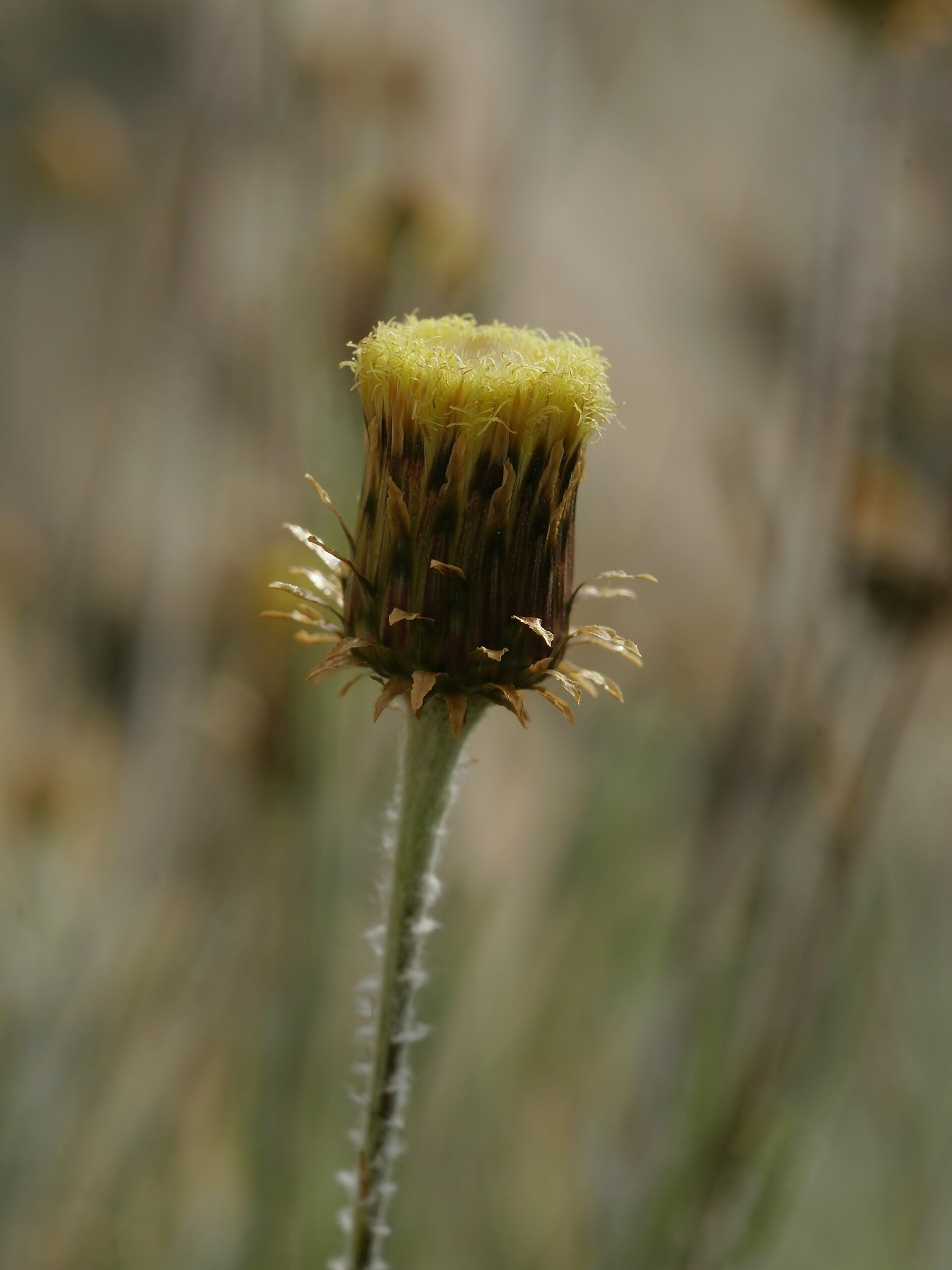 Scuderi angustifoglio