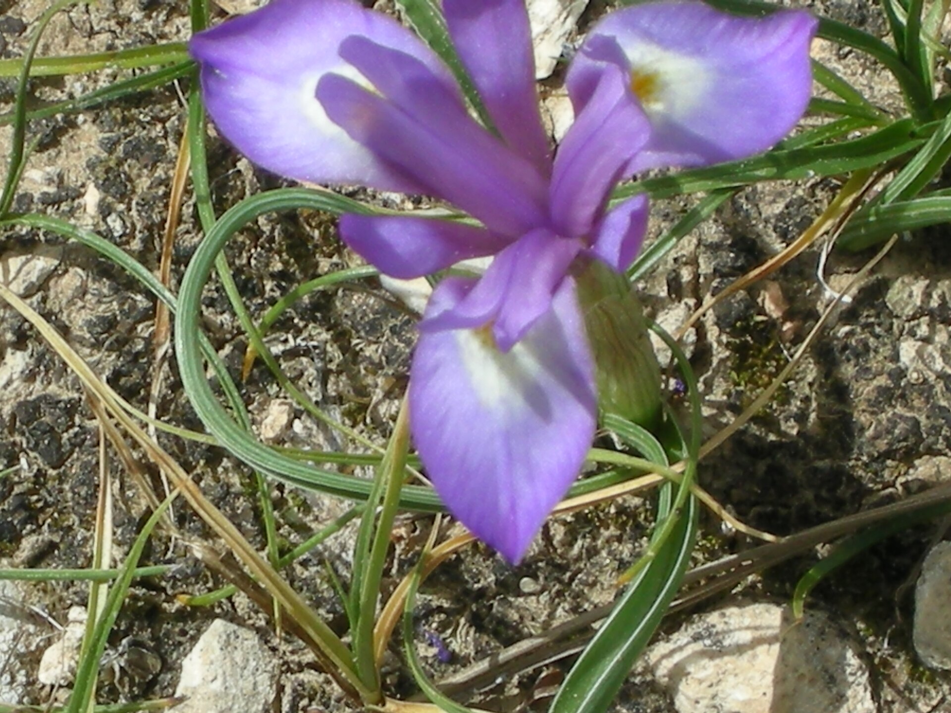 Giaggiolo dei poveretti