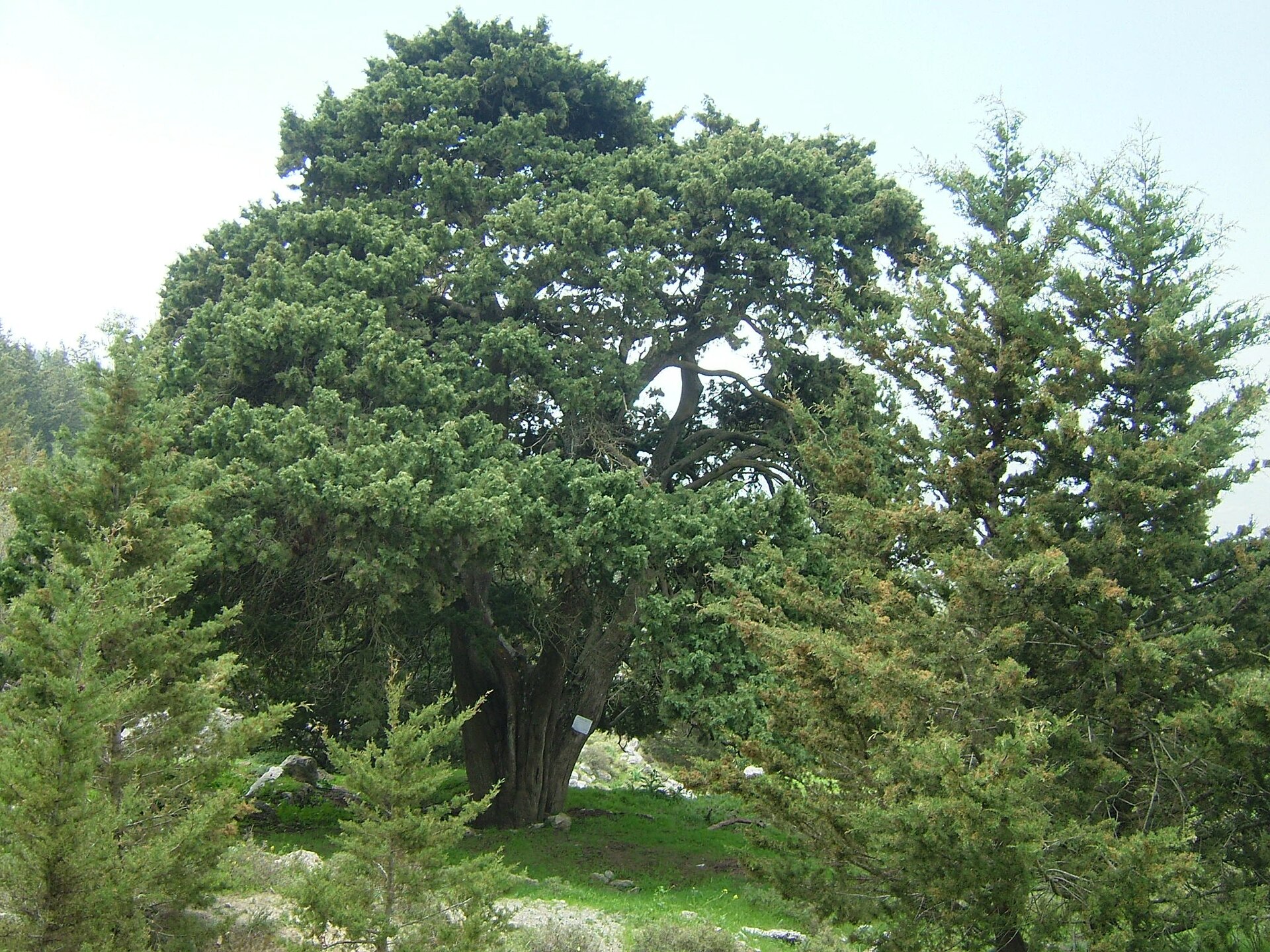 Cipresso comune