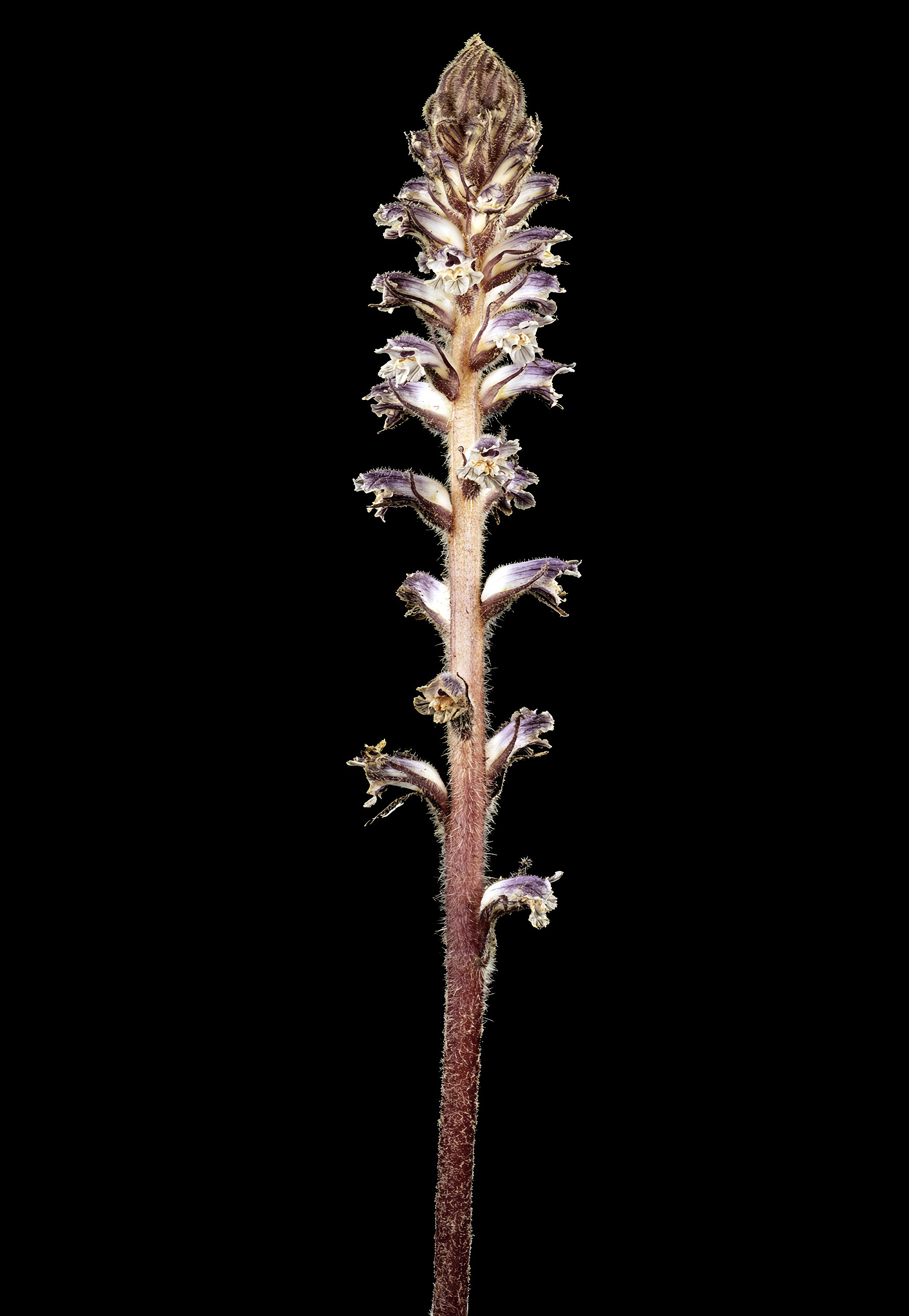 Succiamele del trifoglio