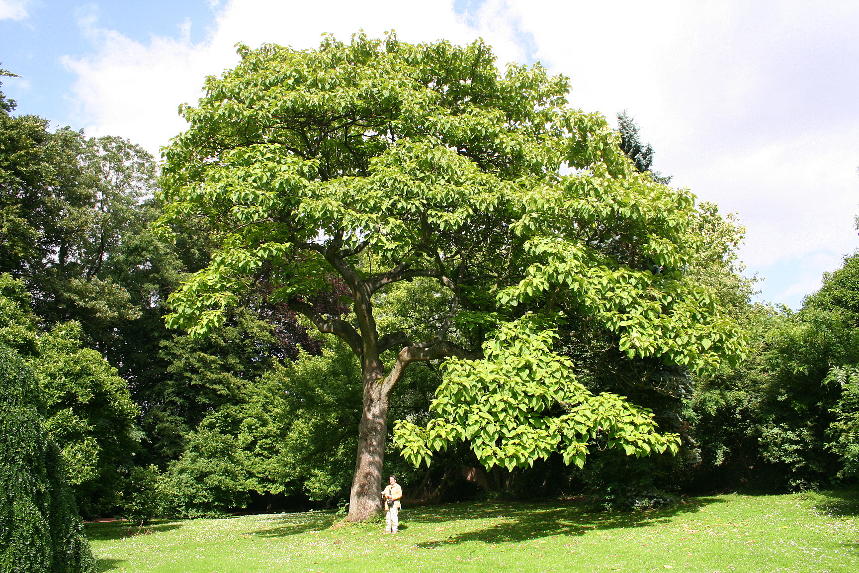 Paulonia