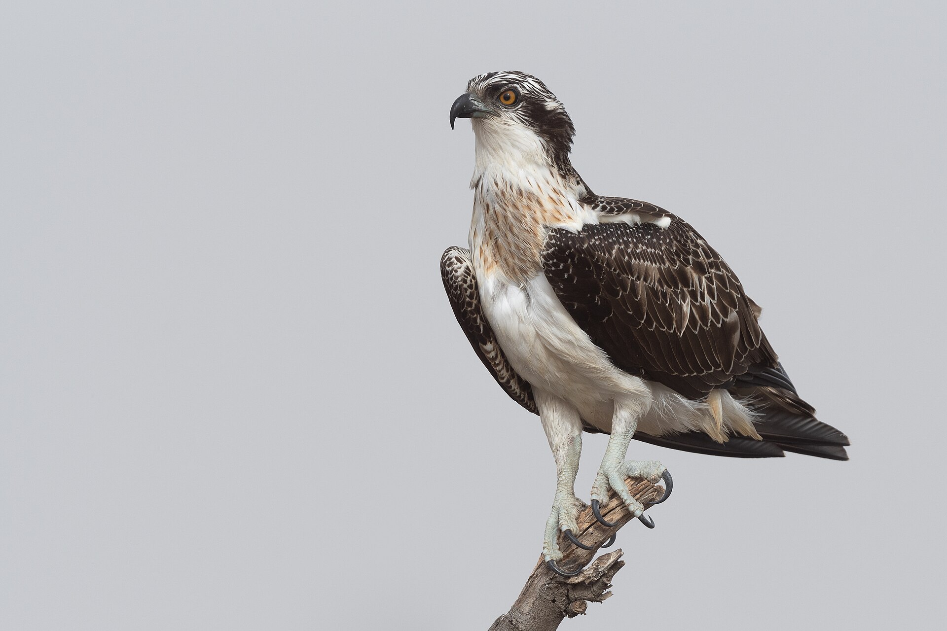 Falco pescatore
