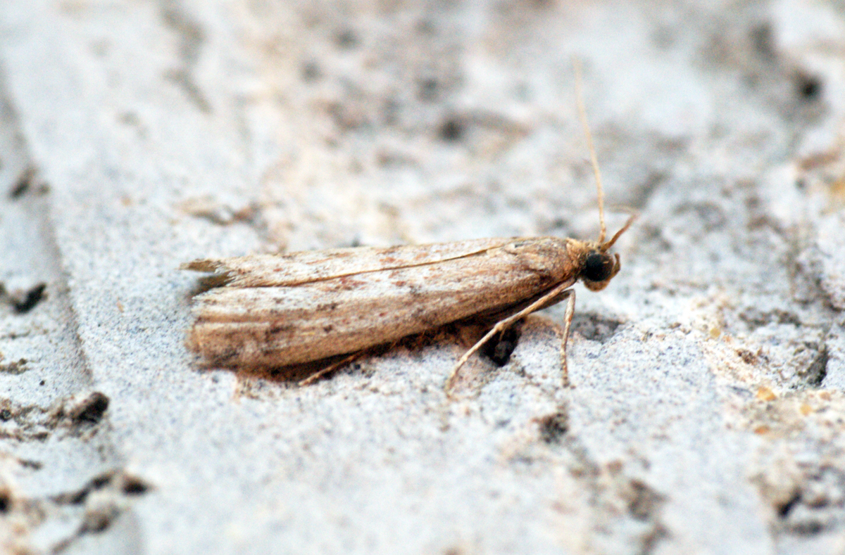 Ephestia parasitella
